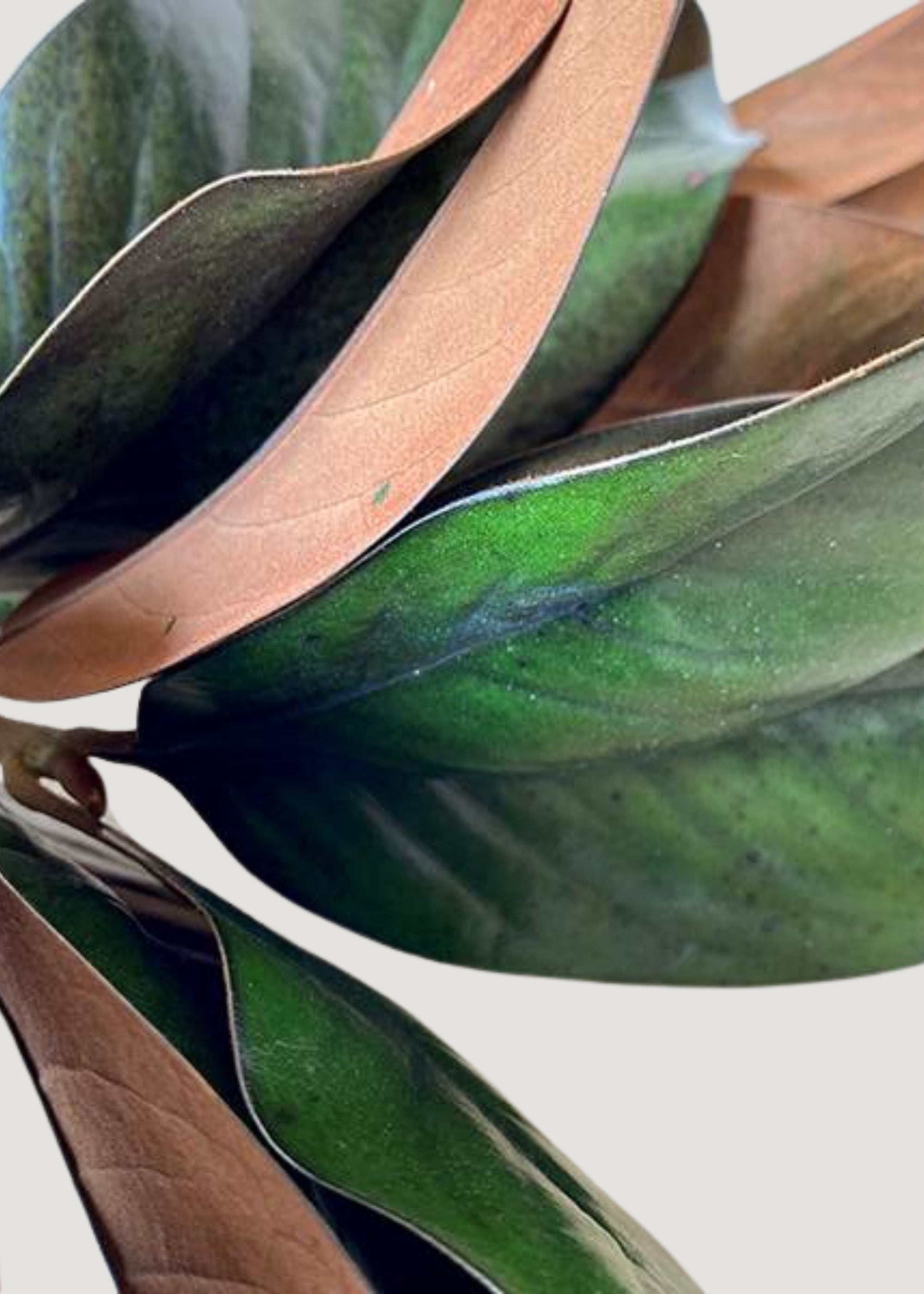Close-up of Preserved Magnolia Leaf Stems