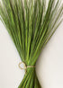 Green Dried Fountain Grass