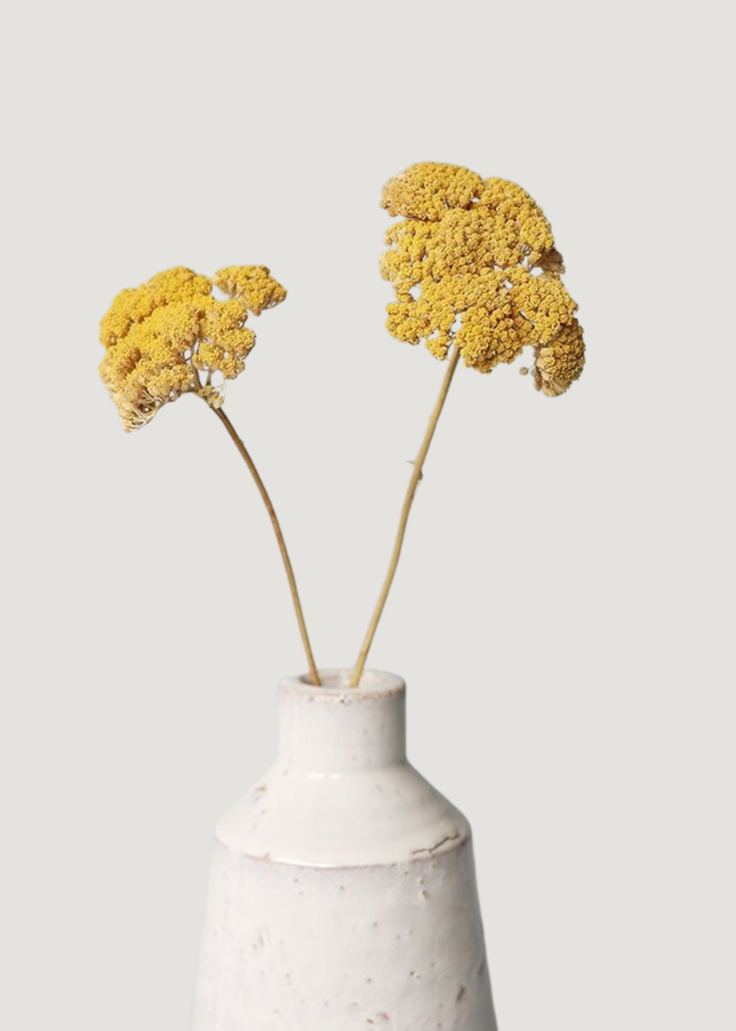 Dried Yellow Yarrow in Vase