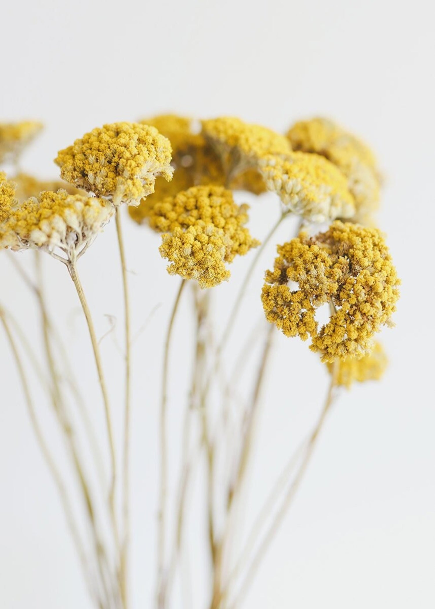 Natural Yarrow Stems