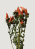 Orange Preserved Indian Paintbrush Flowers