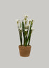 Fake Potted Paperwhite Flower Arrangement