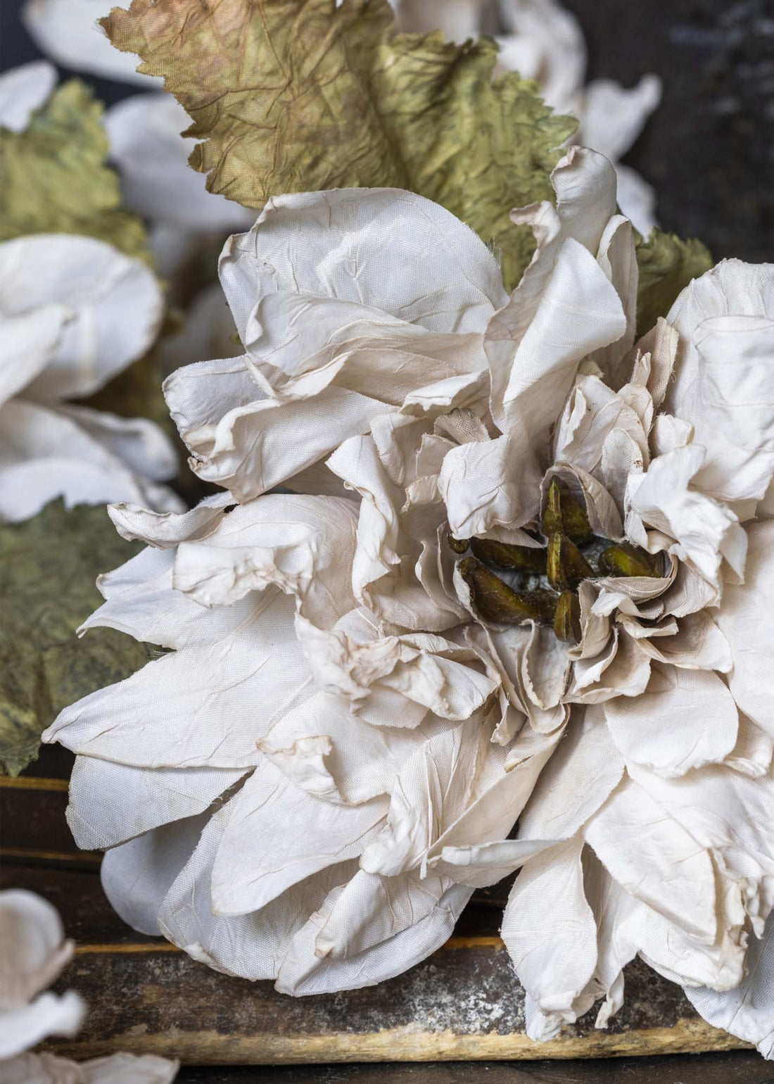 Close-up of beige silk dahlia