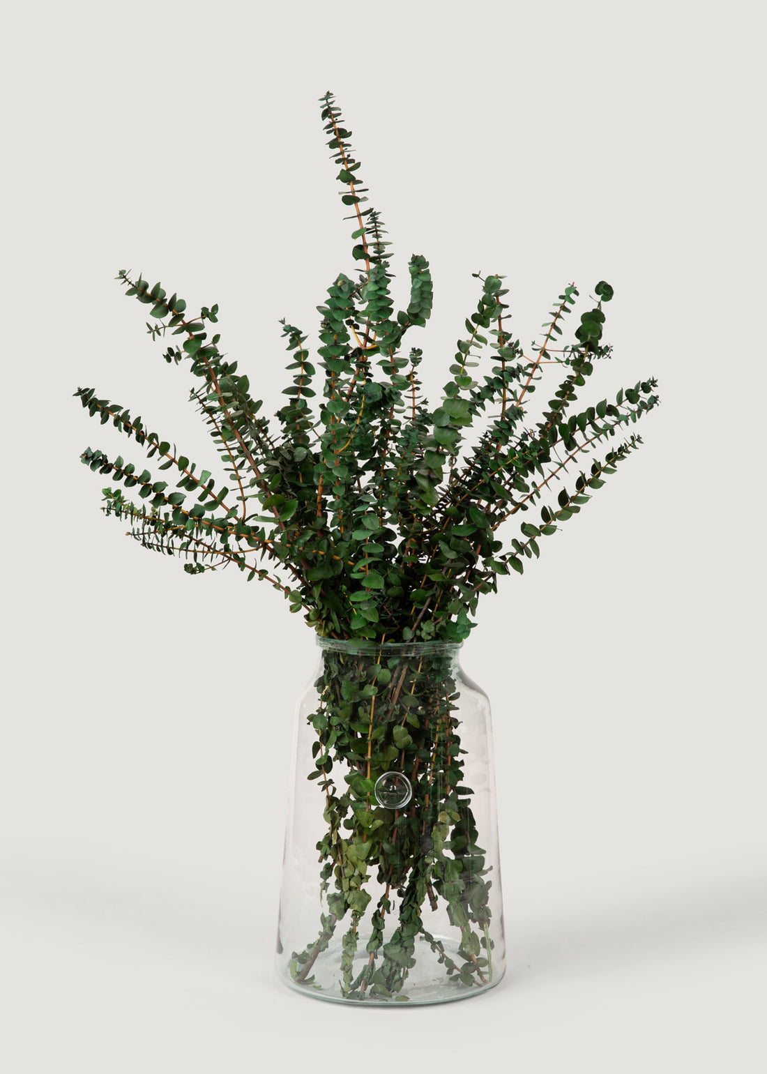 Preserved Eucalyptus