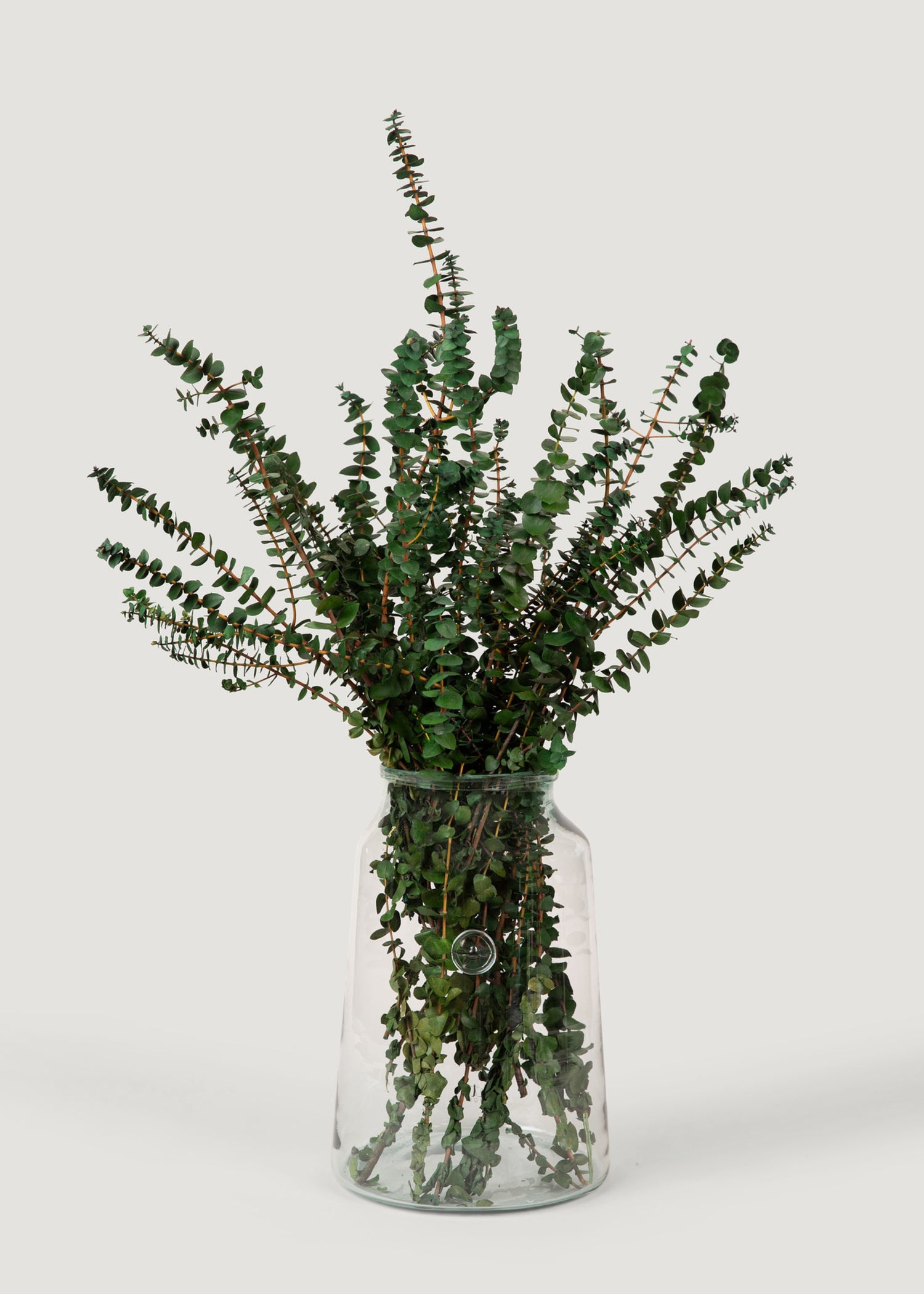 Preserved Eucalyptus