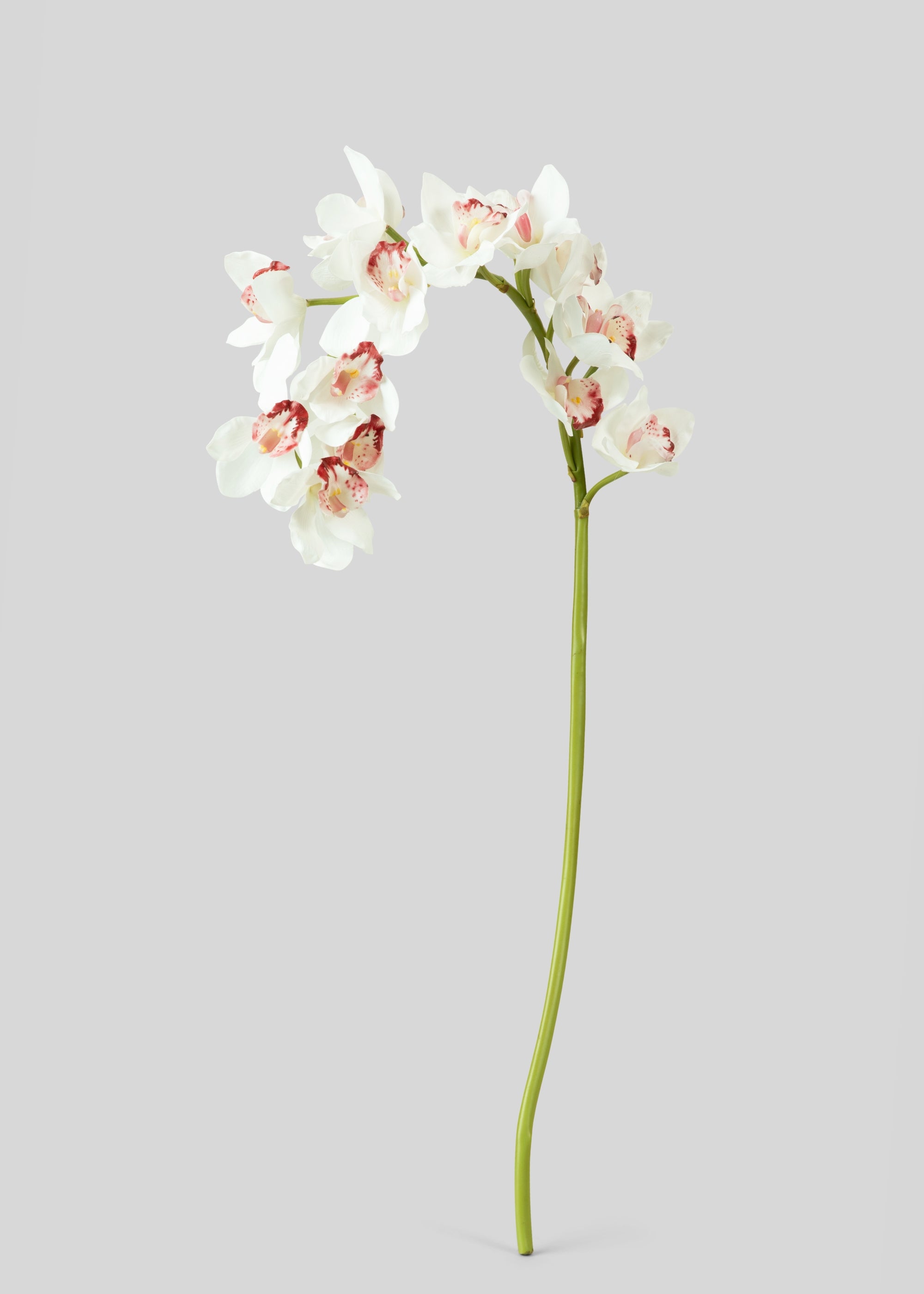 Large Natural Touch Cymbidium Orchid