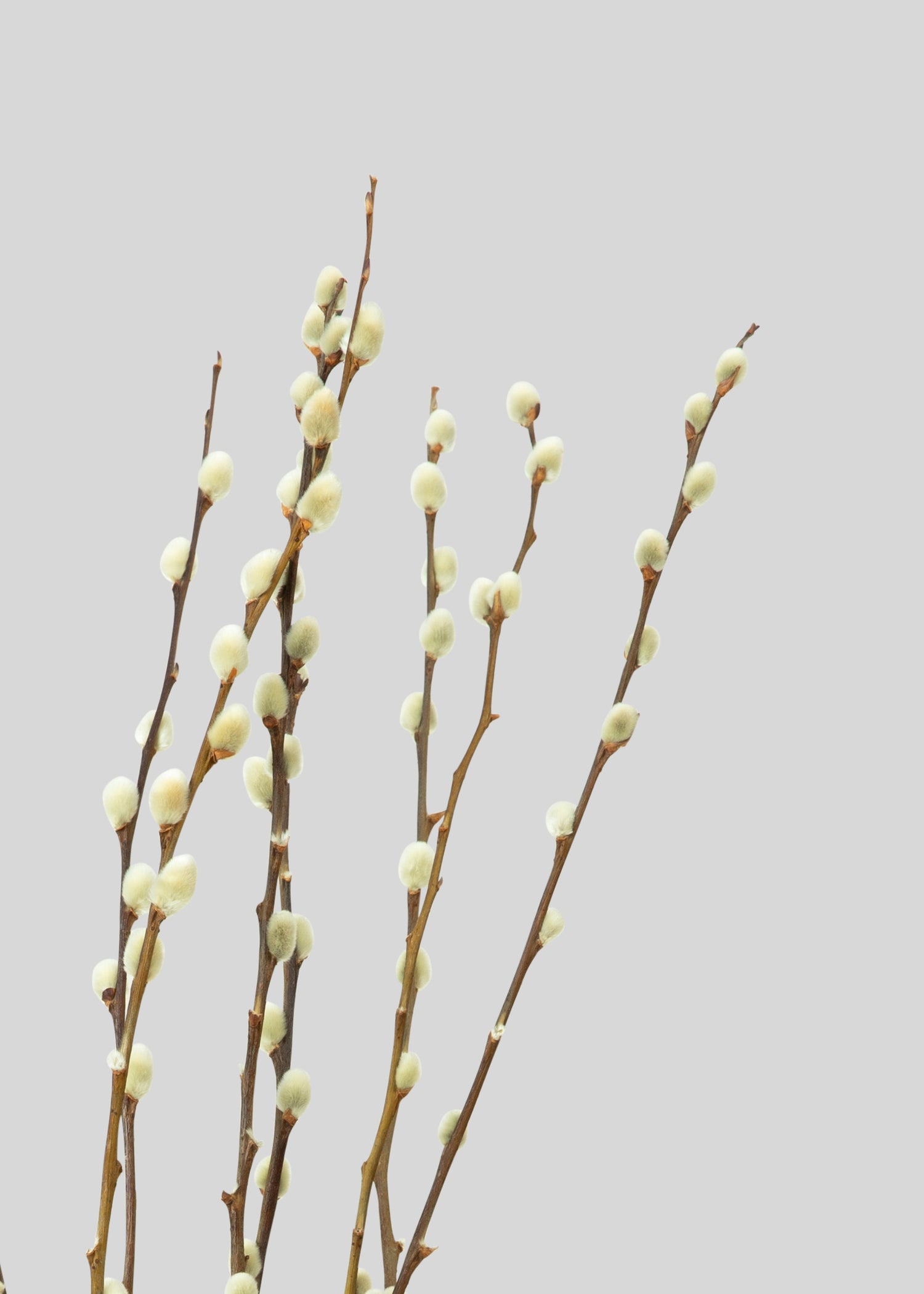 Dried Pussy Willows