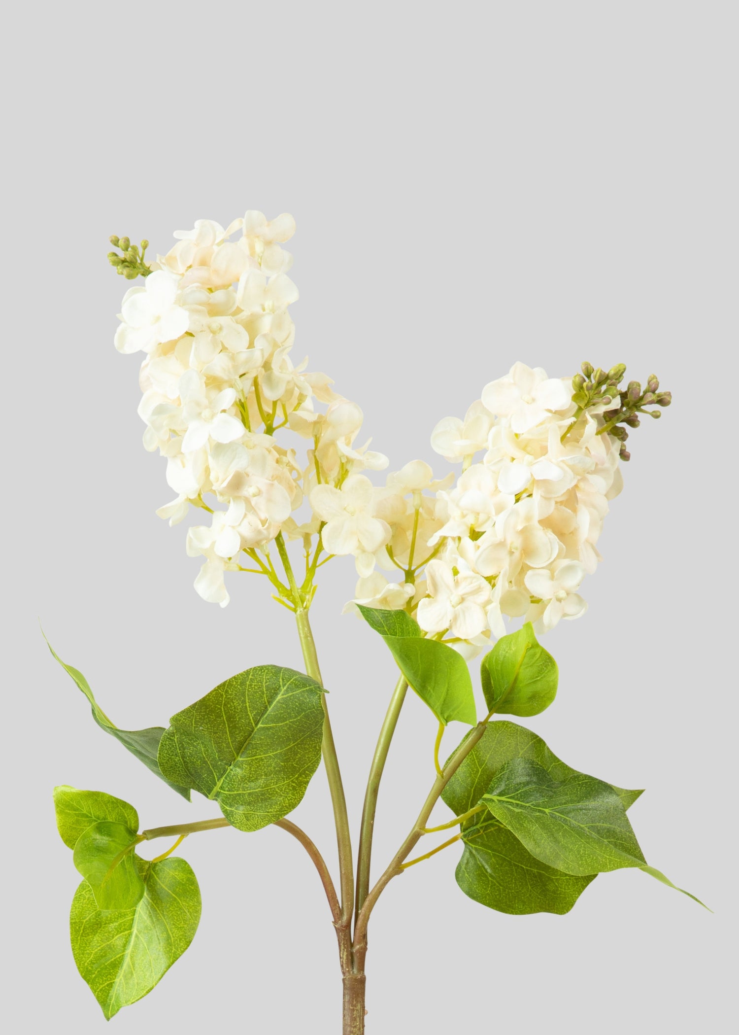 Cream Real Touch Lilac