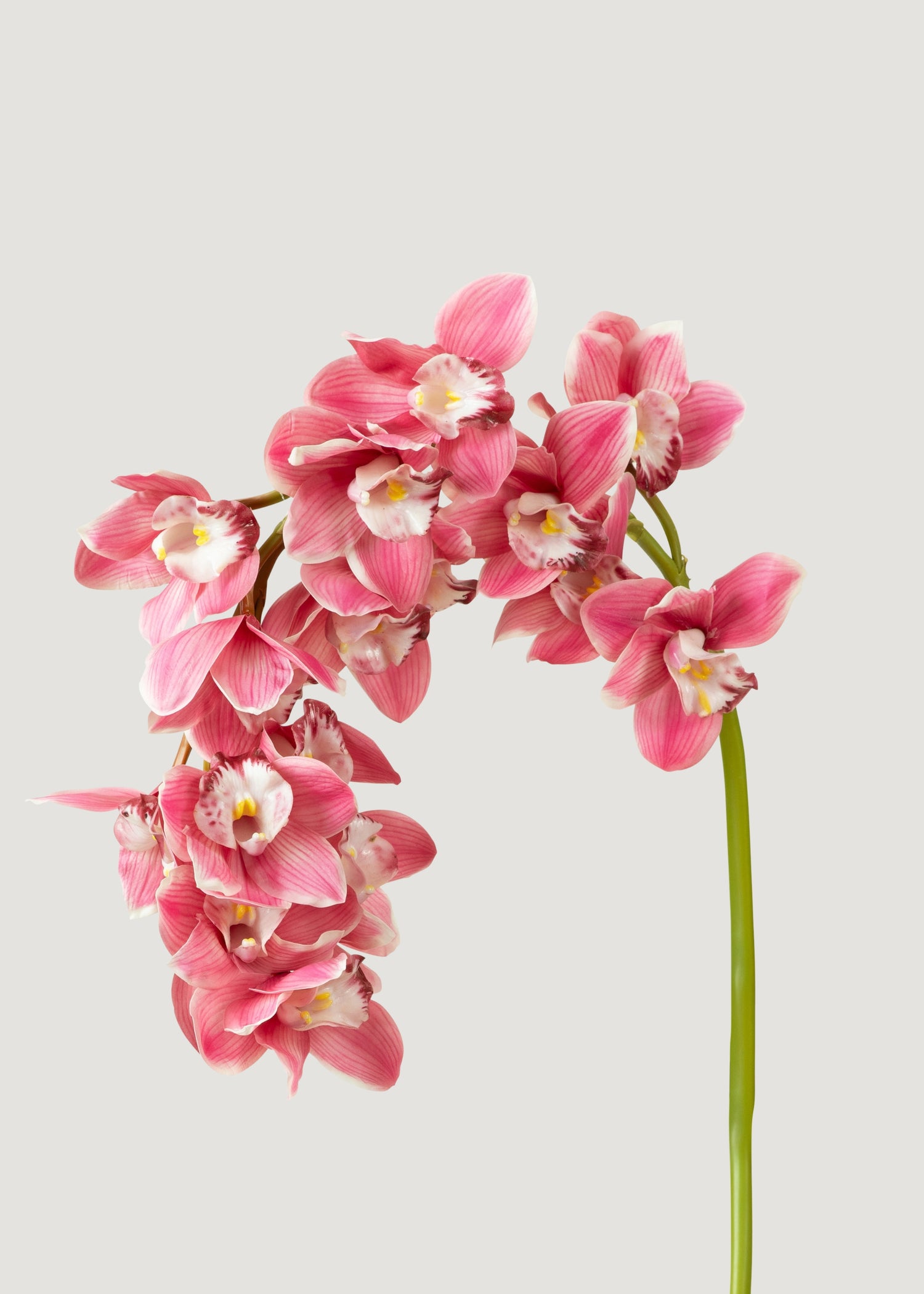 Pink Large Natural Touch Cymbidium Orchid