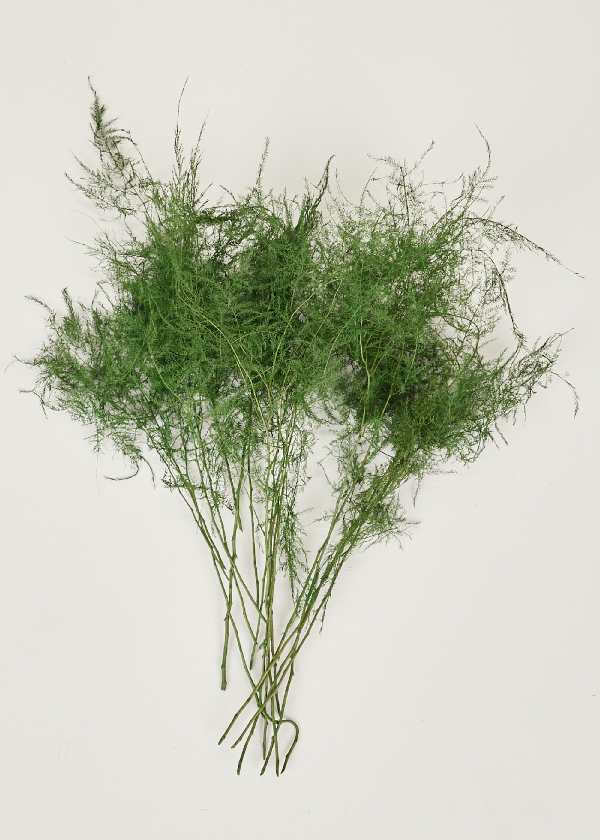 Natural Greens Preserved Plumosus Fern Bundle Pulled Apart
