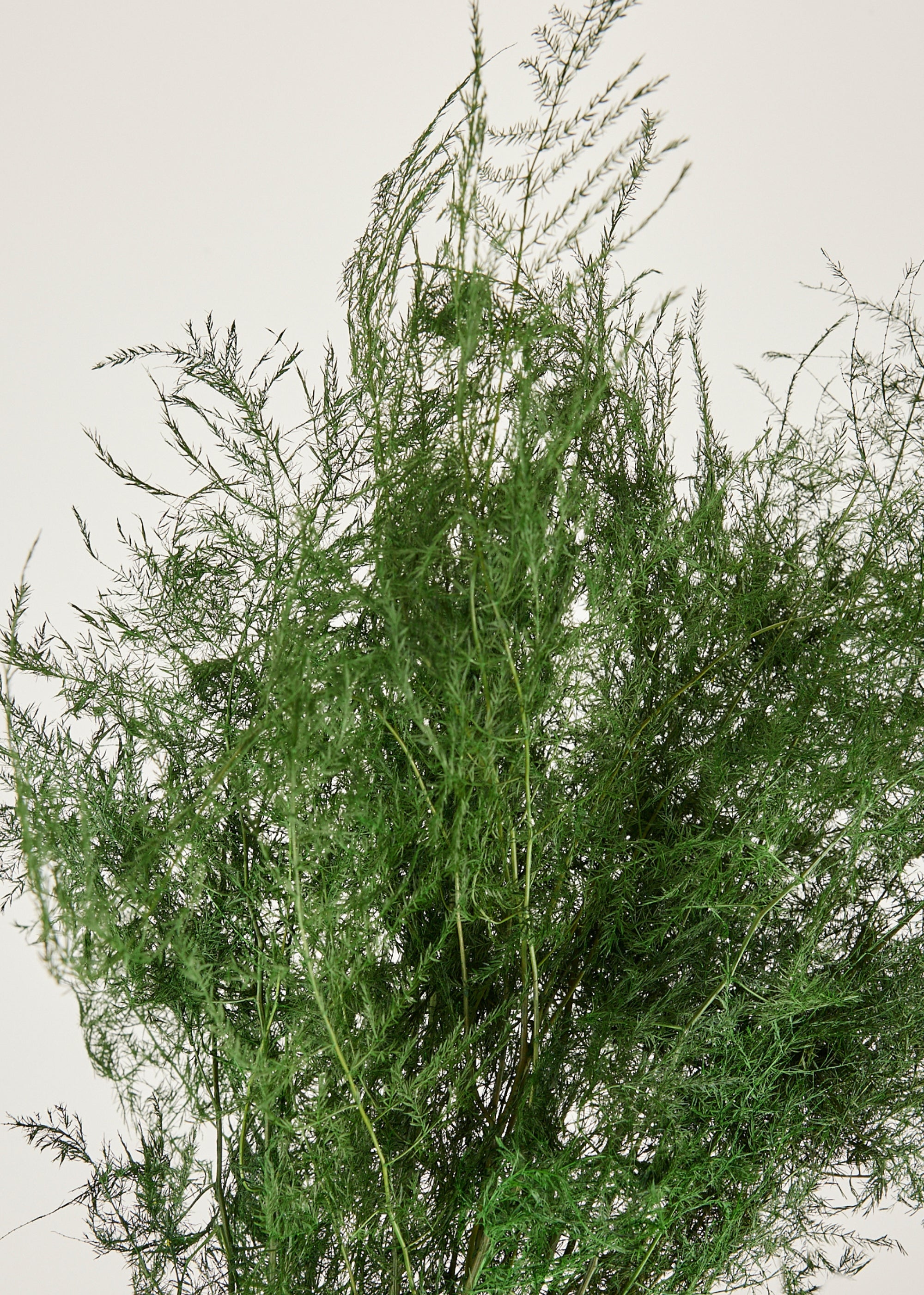 Closeup View of Preserved Green Asparagus Plumosus Fern