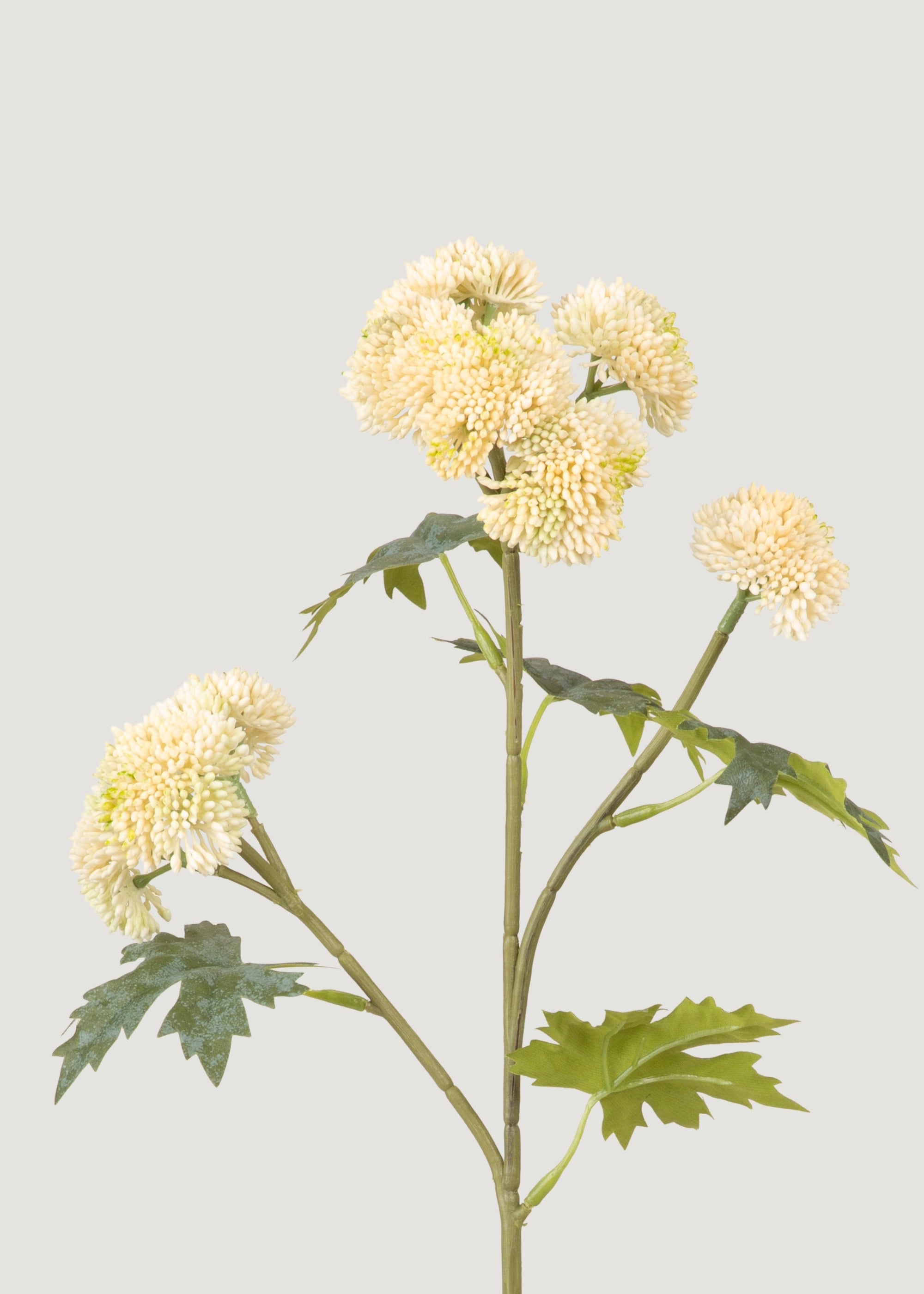 Fake Cream Sedum