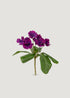 Small Fake African Violet Bush