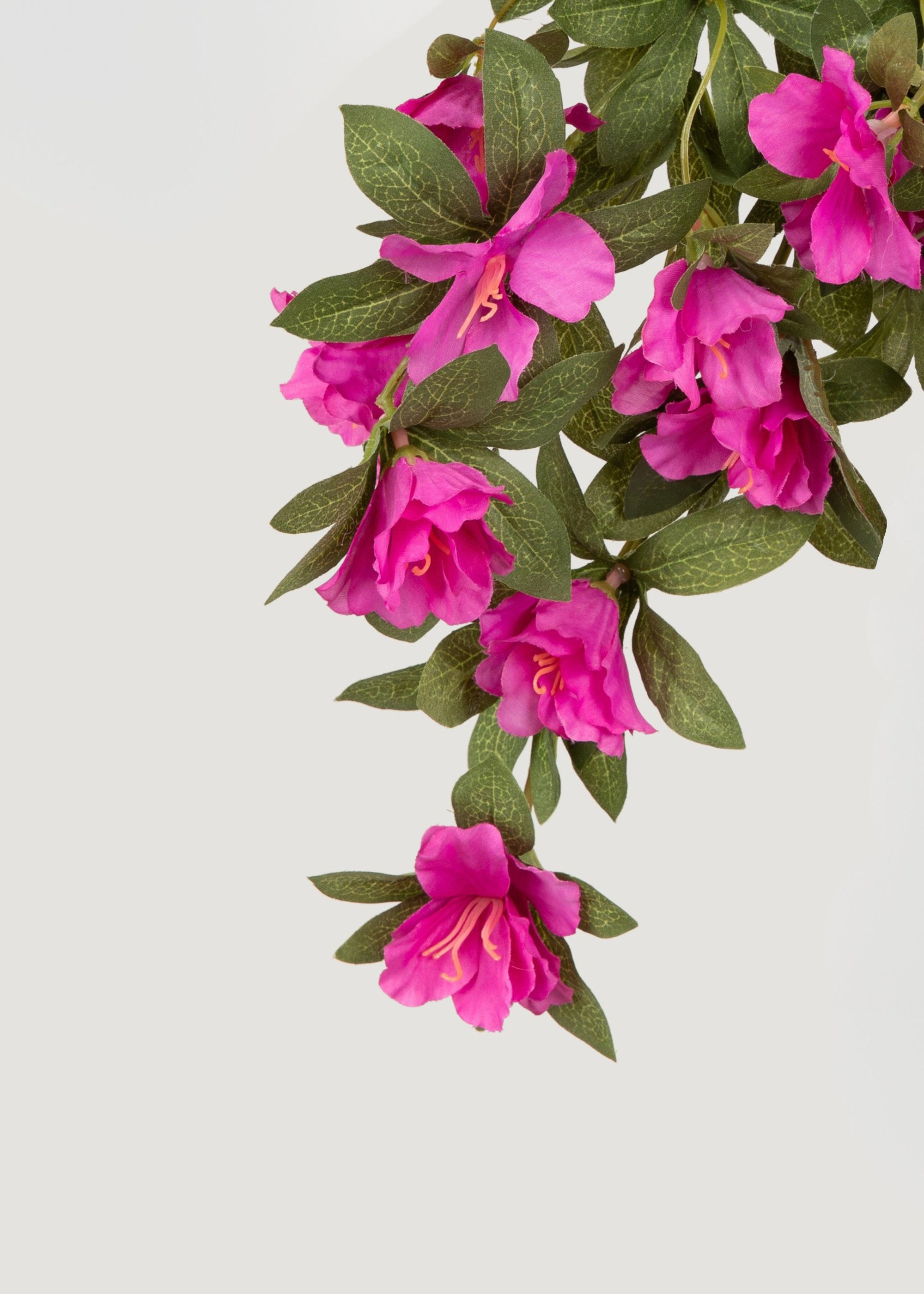 Fake Azalea Plant