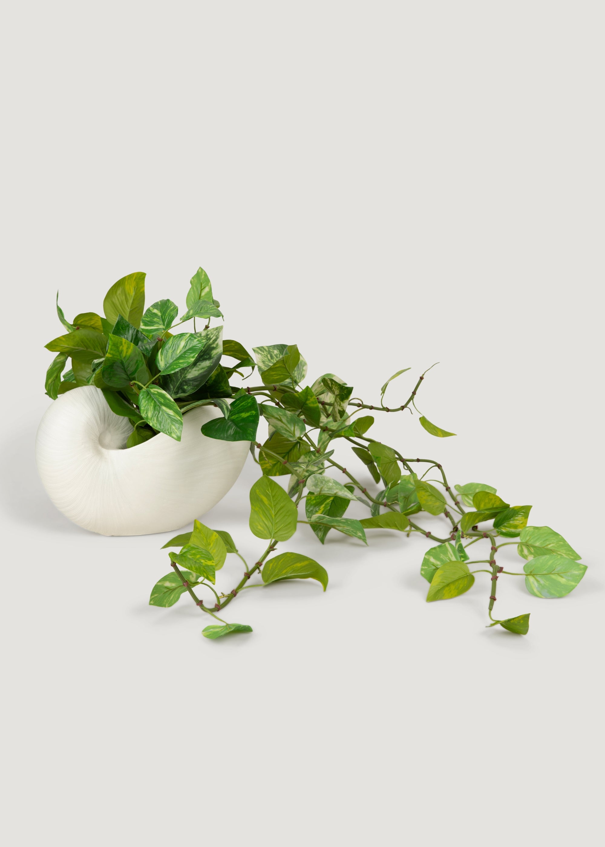 Natural Touch Pothos in Shell Vase