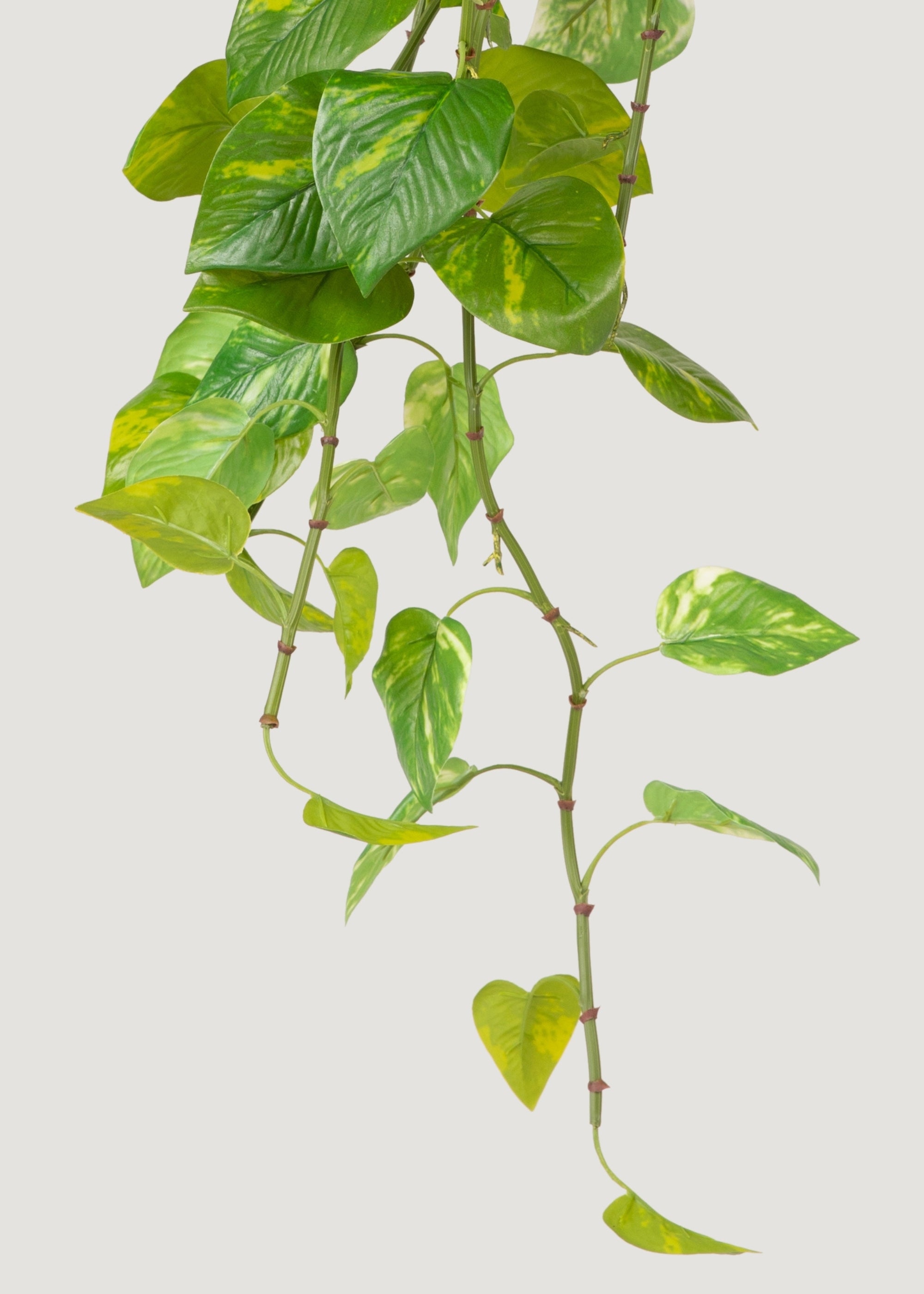 Natural Touch Hanging Variegated Pothos Plant