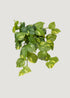 Artificial Pothos Hanging Plant