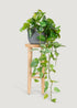 Natural Touch Hanging Pothos Plant