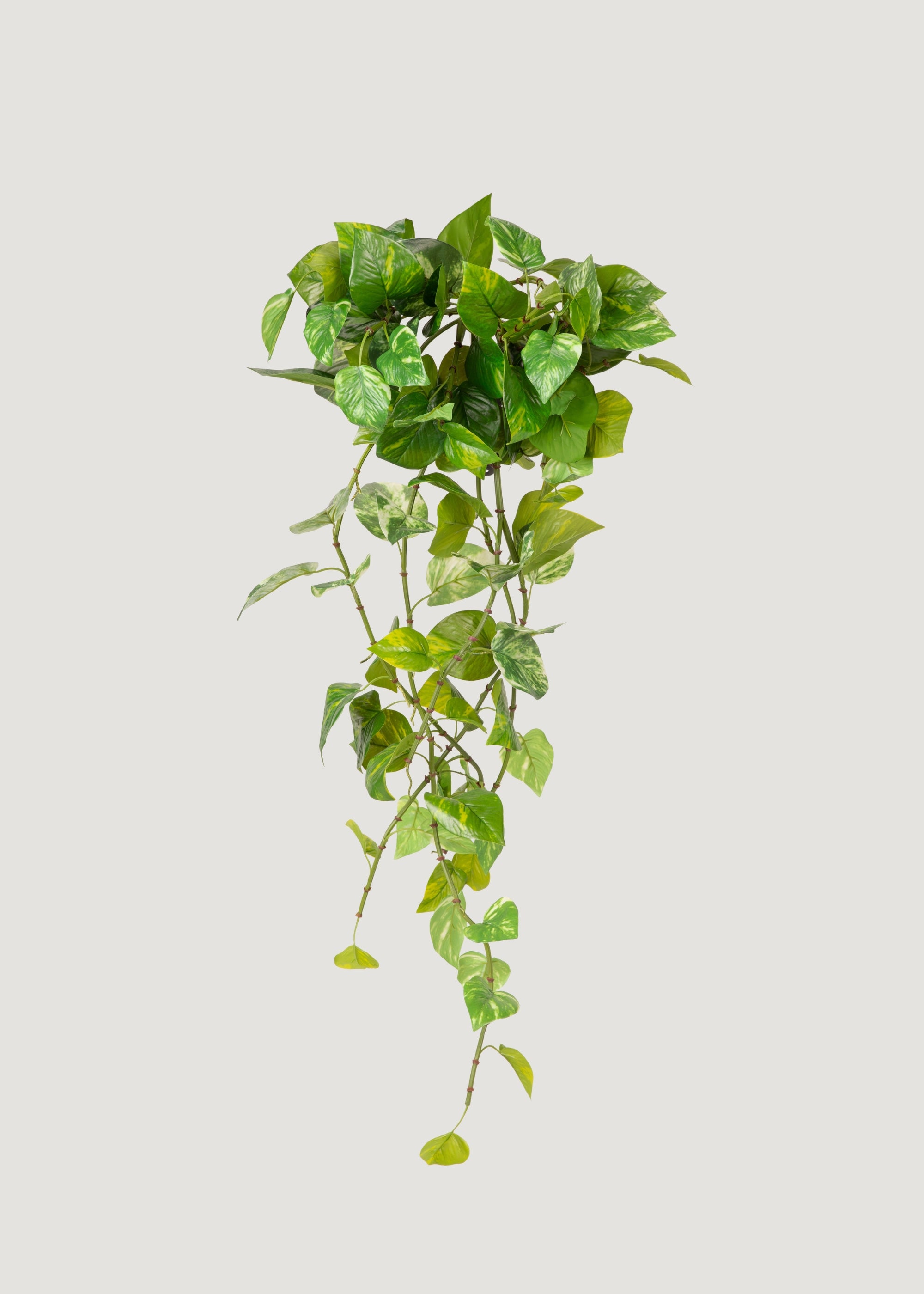 Artificial Pothos