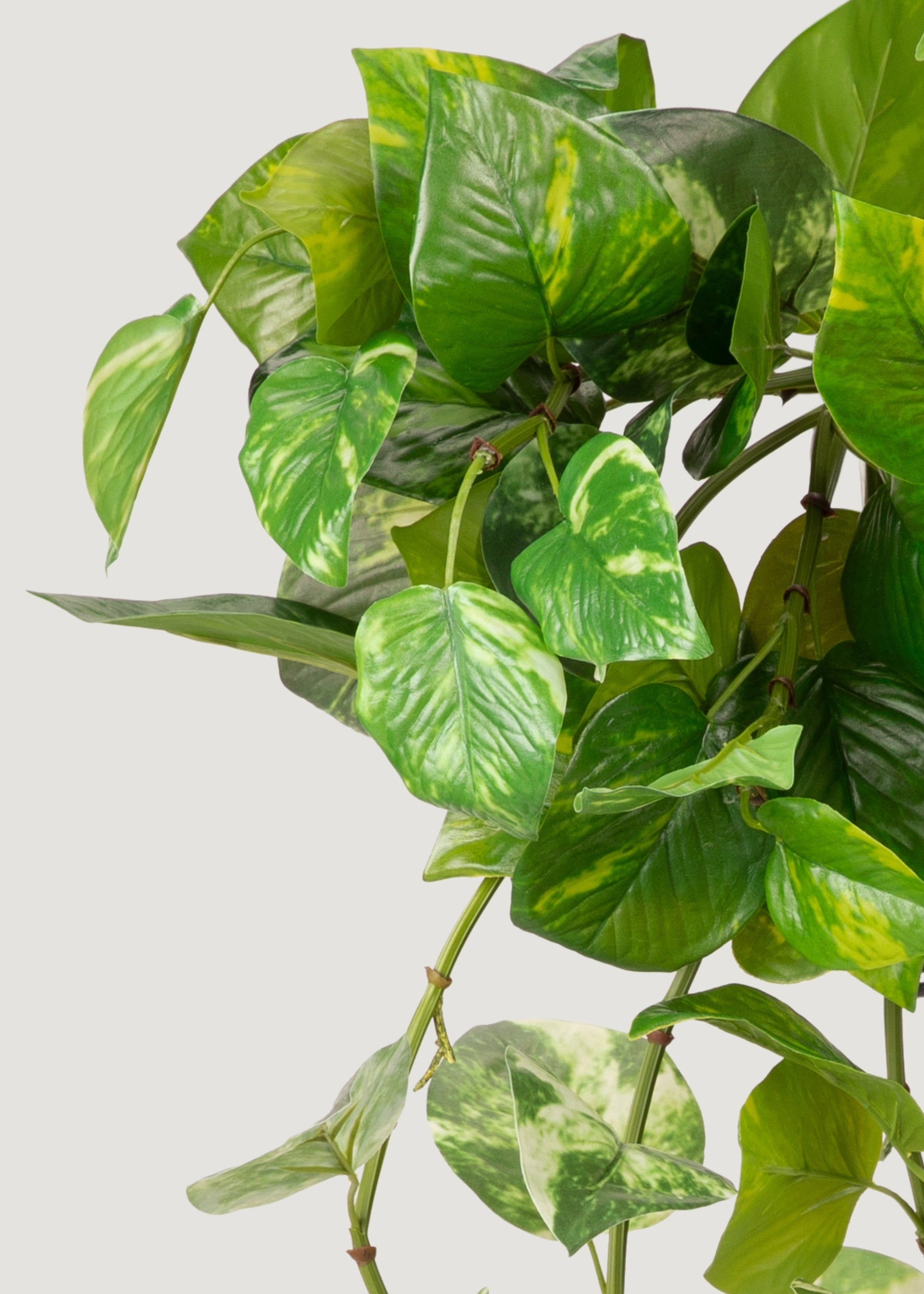 close-up of fake pothos