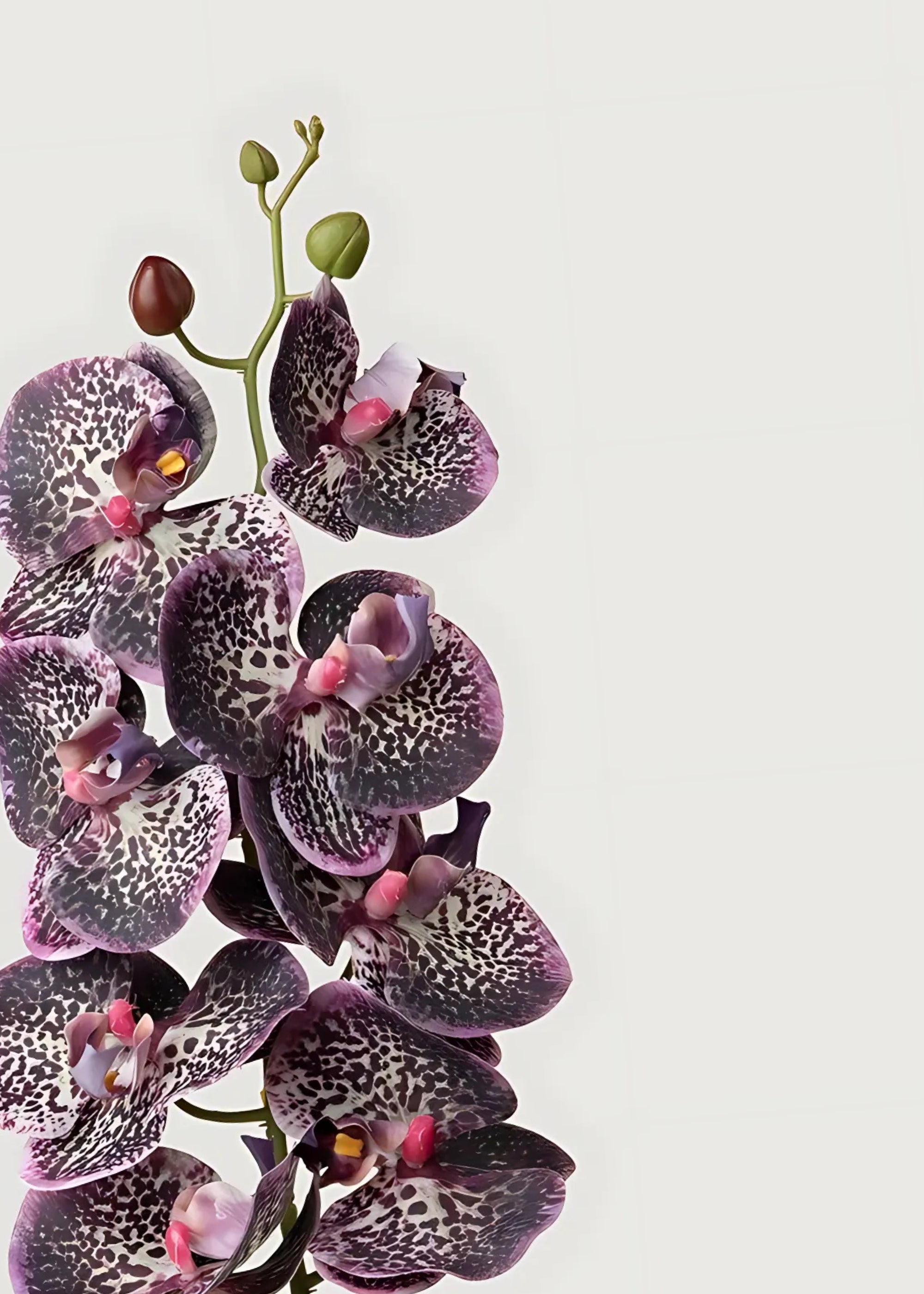 Close-up of Plum Artificial Phalaenopsis Orchid