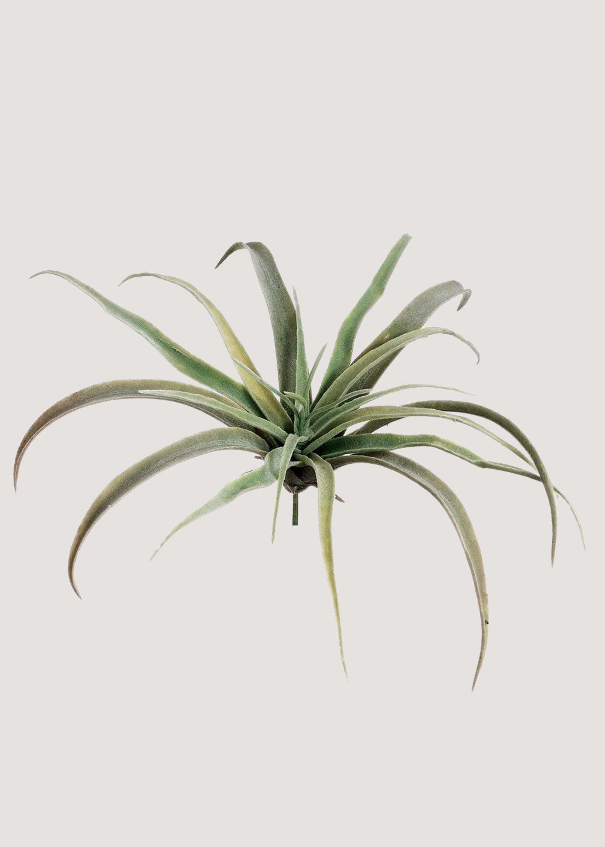Fake Tillandsia