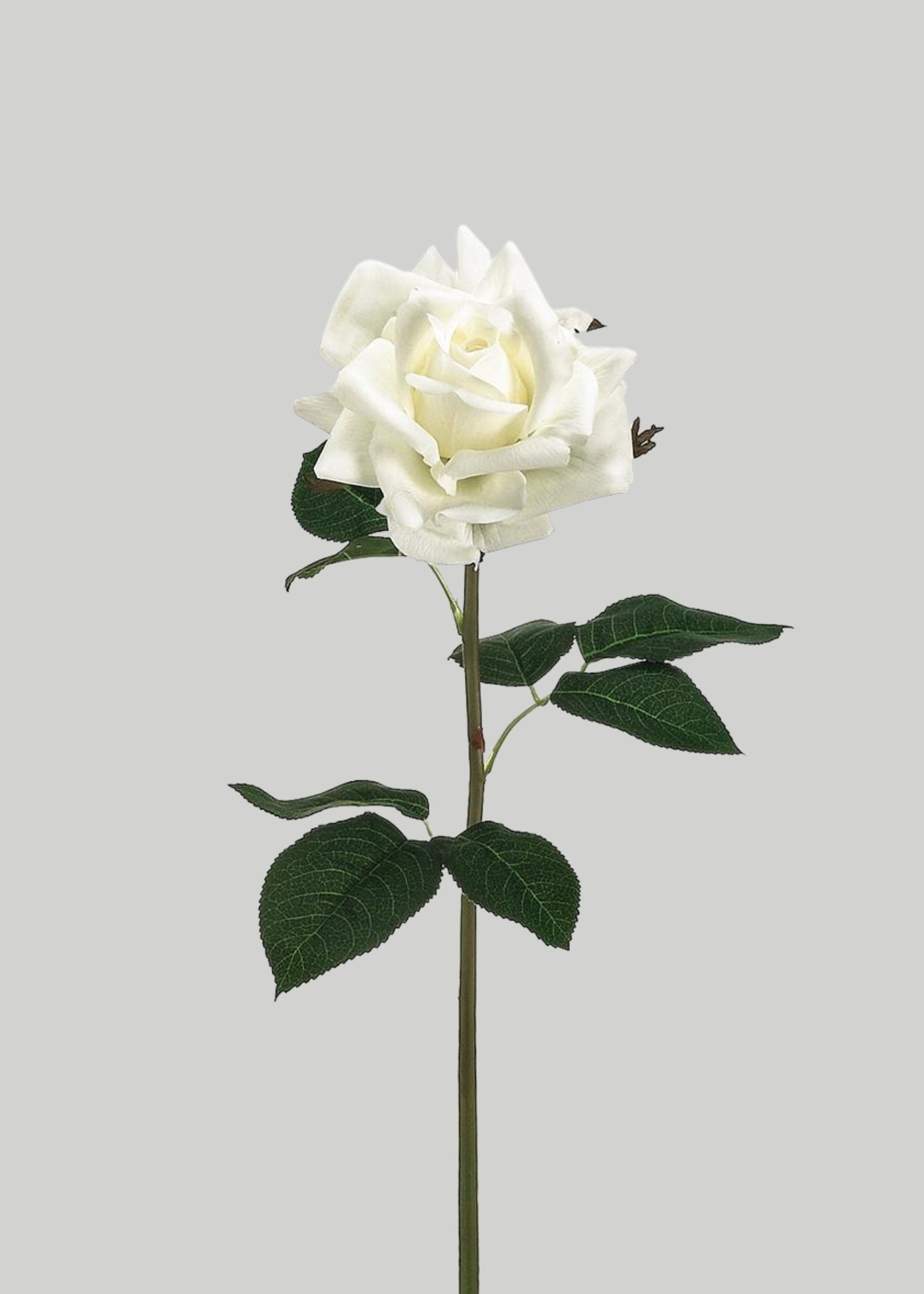 Real Touch White Rose