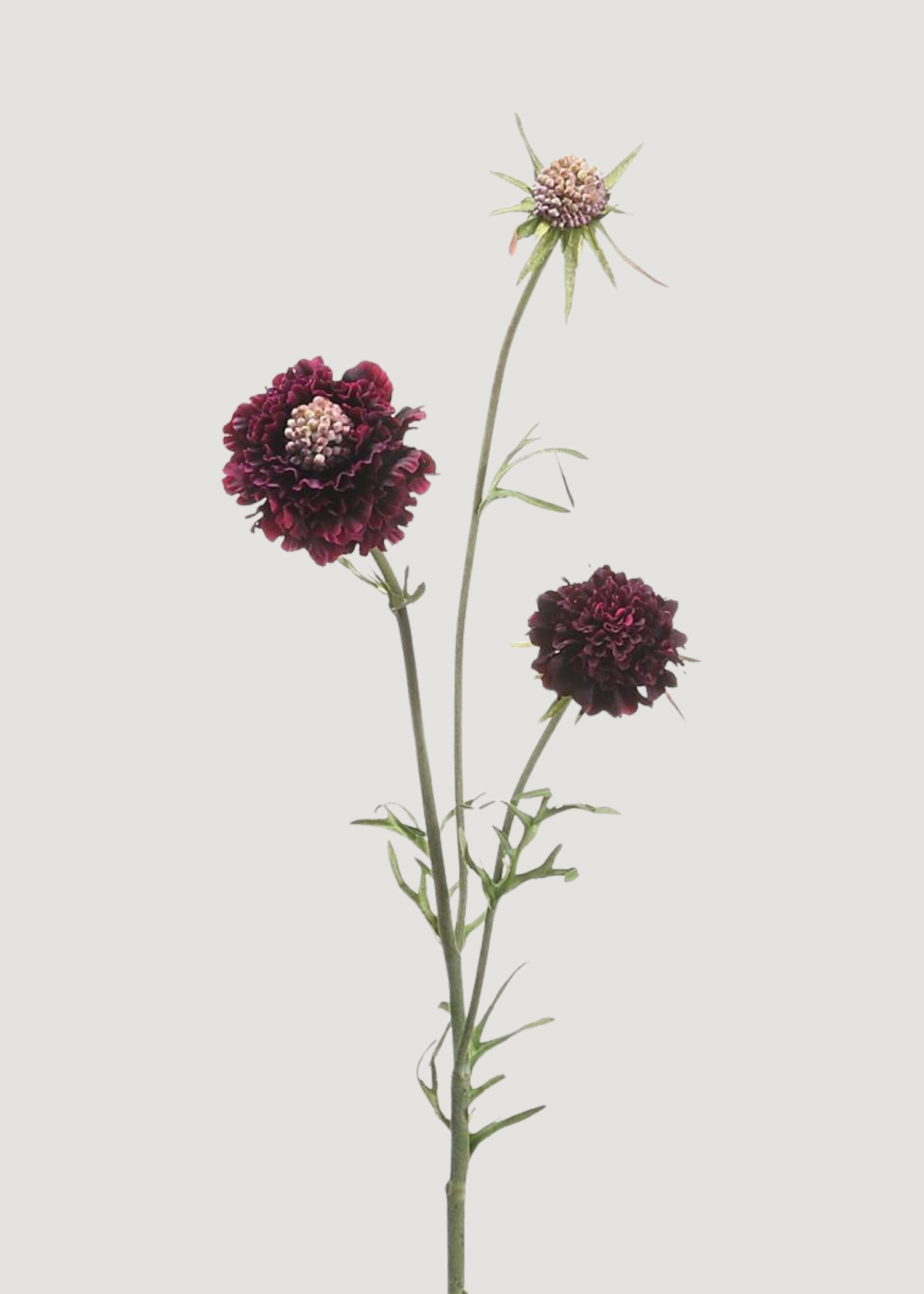 Fake Scabiosa Wildflowers in Eggplant