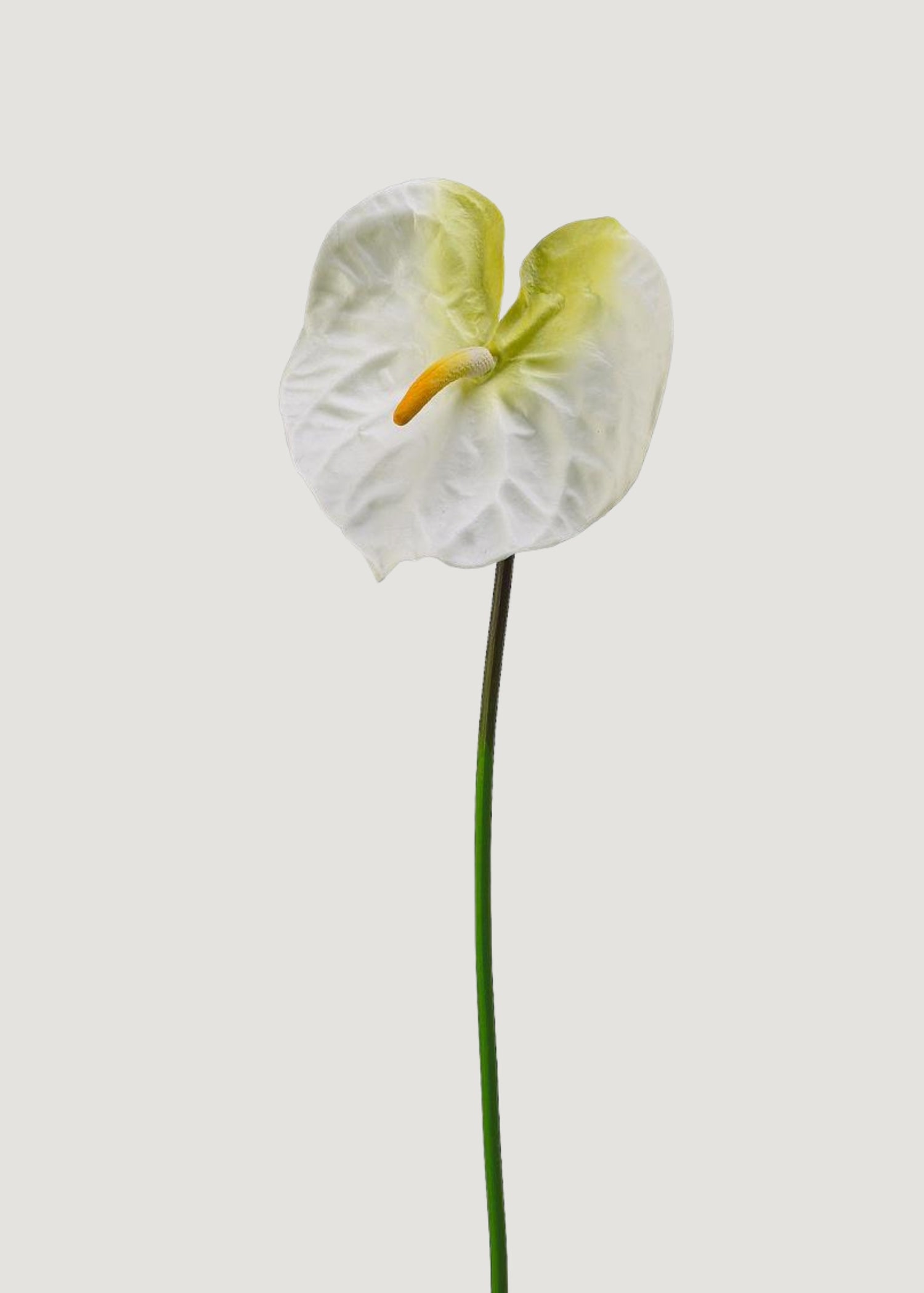 Cream White Artificial Anthurium