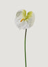 Cream White Artificial Anthurium