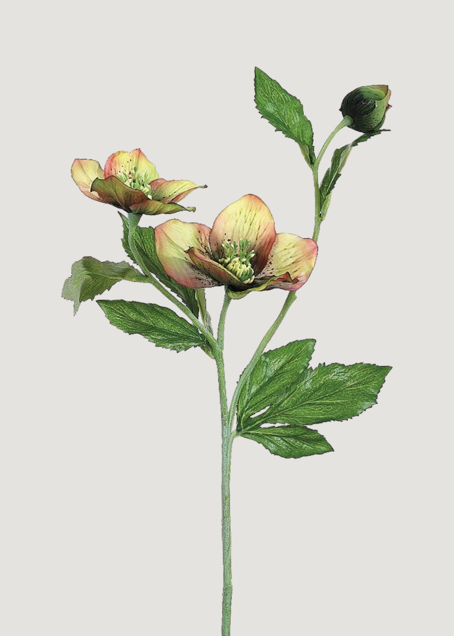 Green Burgundy Artificial Helleborus Flower