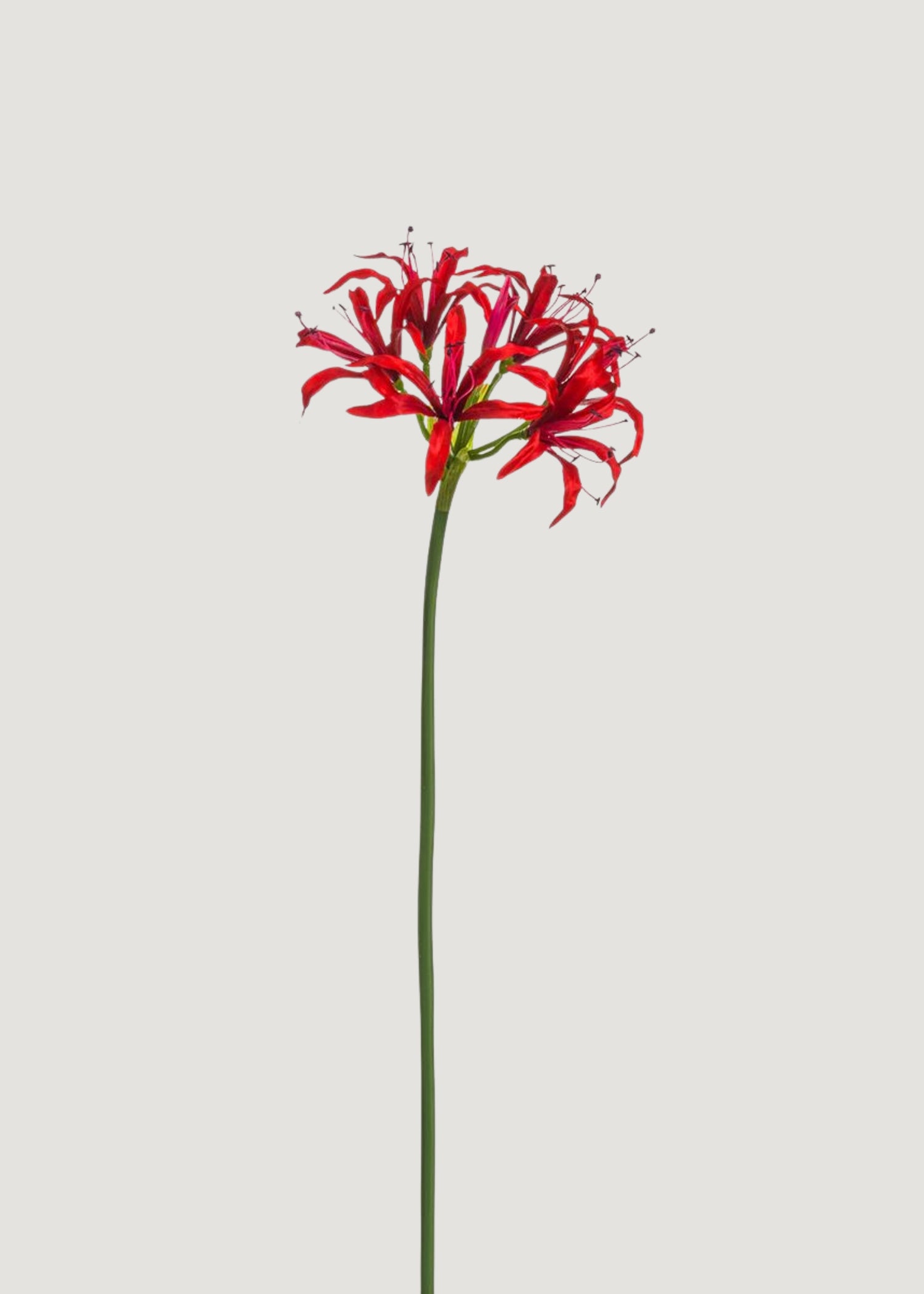Red Nerine Spider Lily Artificial Flower