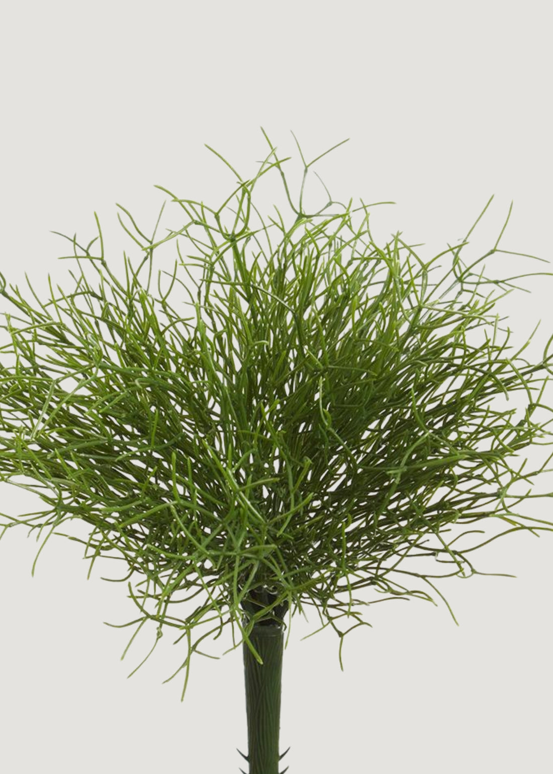 Fake Whisk Fern Foliage Bush