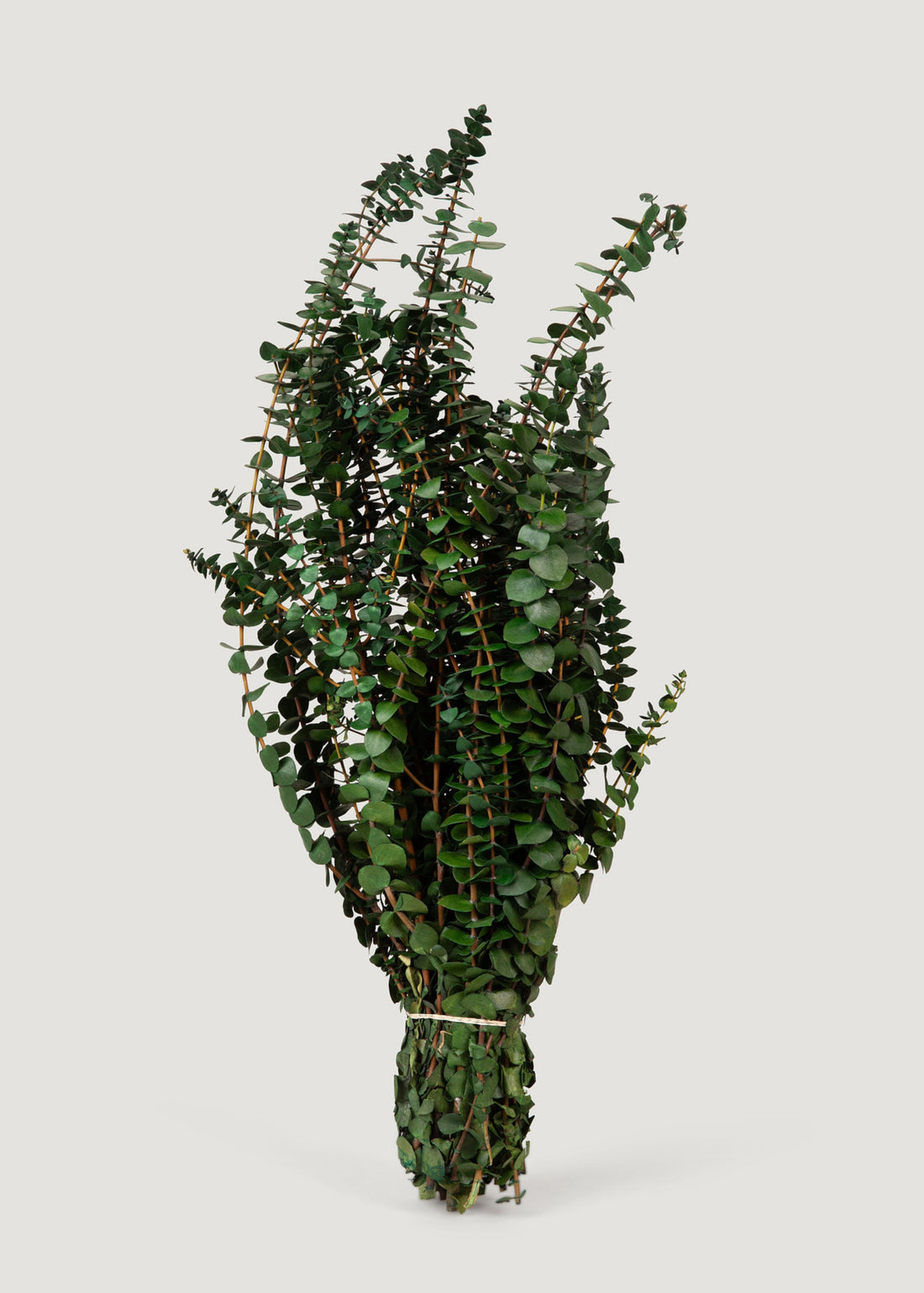 Preserved Eucalyptus Bundle