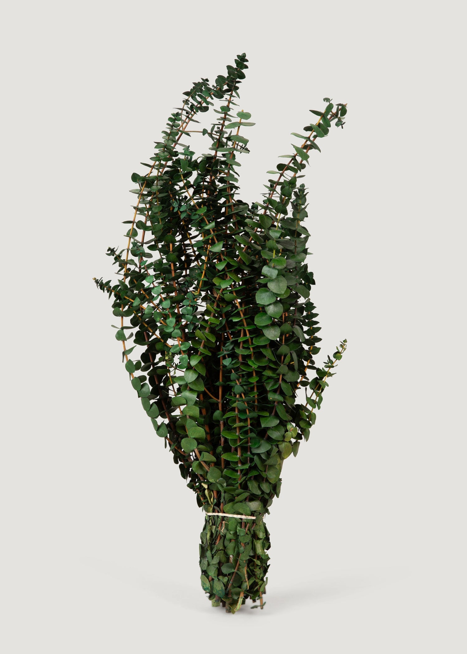 Preserved Eucalyptus Bundle