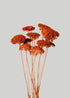 Dried Yarrow Flowers in Persimmon Orange
