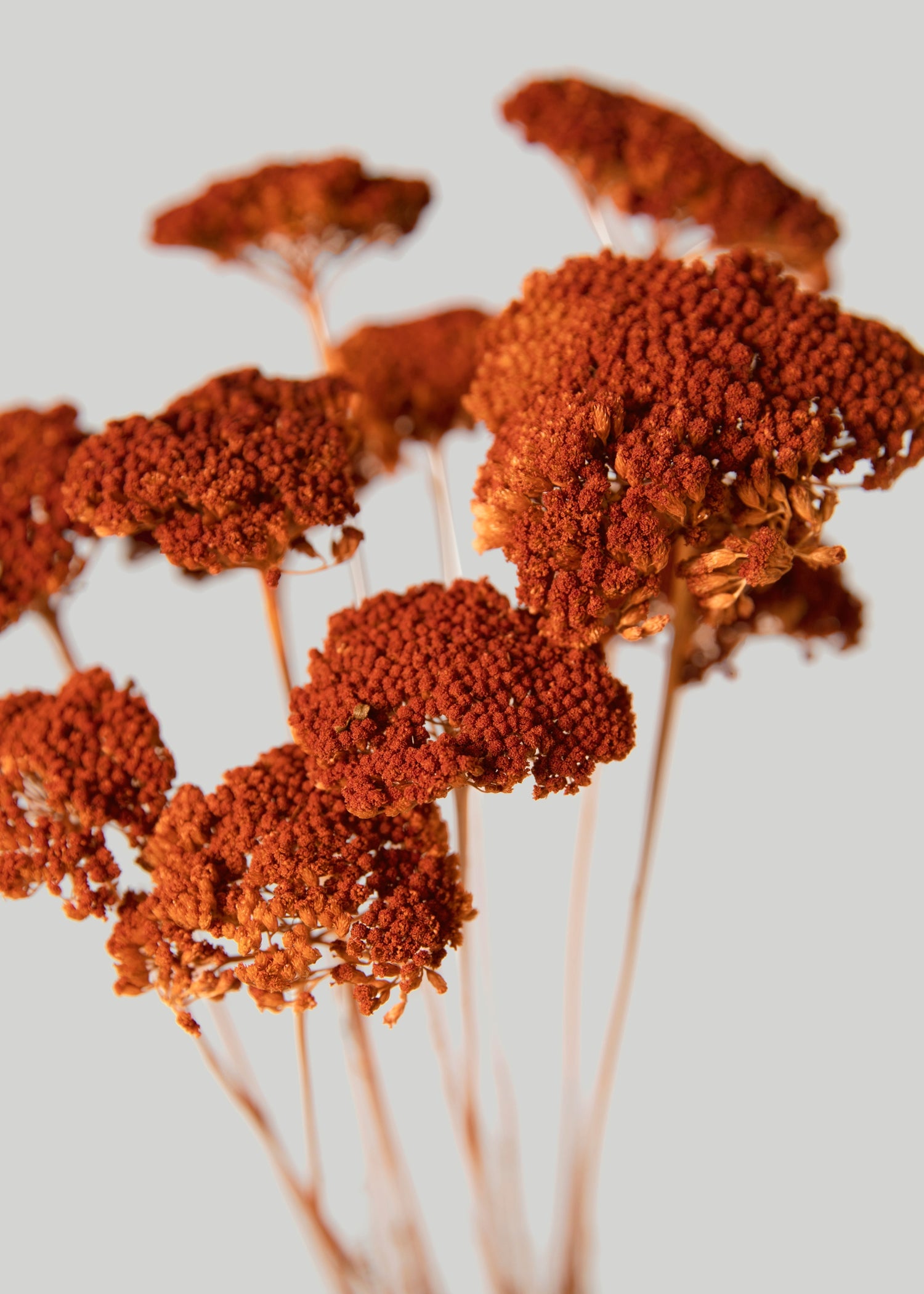 Orange Dried Yarrow