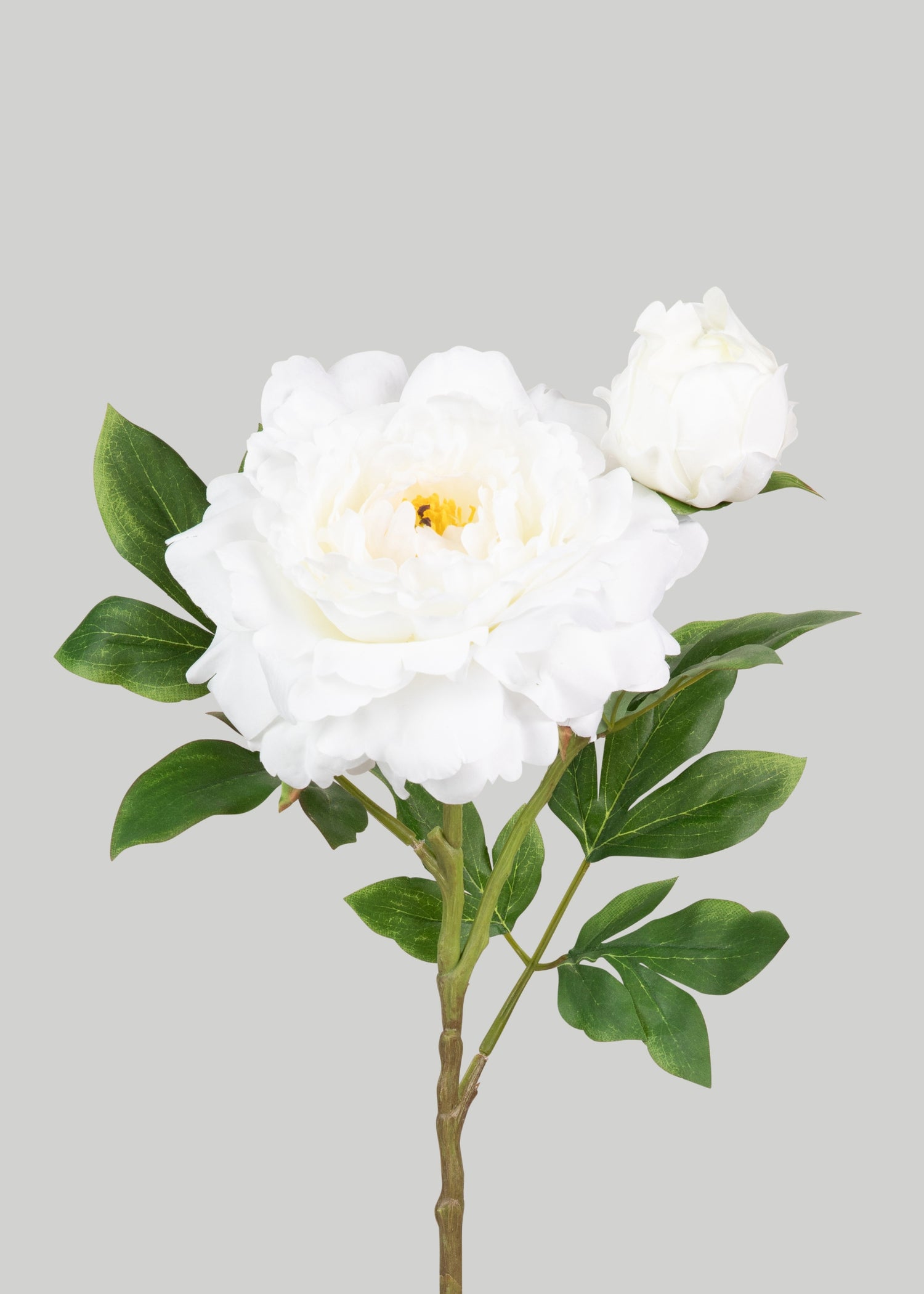 Deluxe White Queen Garden Peony
