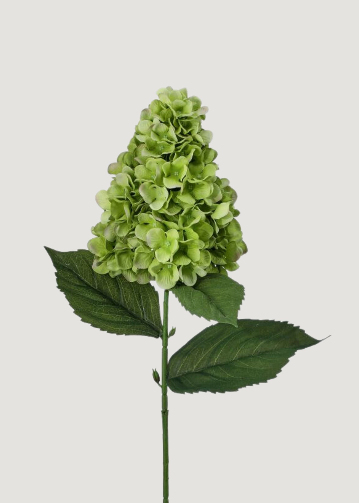 UV Treated Green Cone Hydrangea