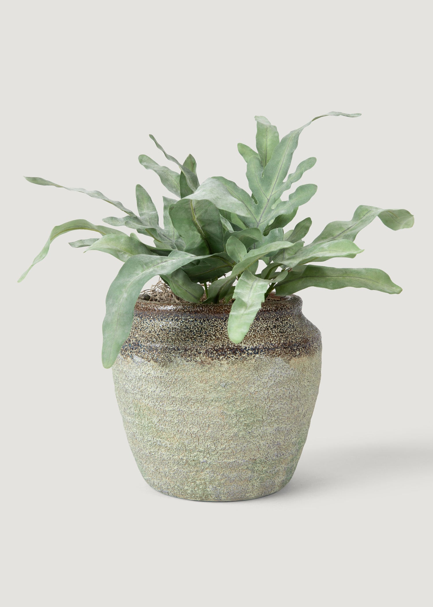 Echeveria Drop-In in Earthy Pot