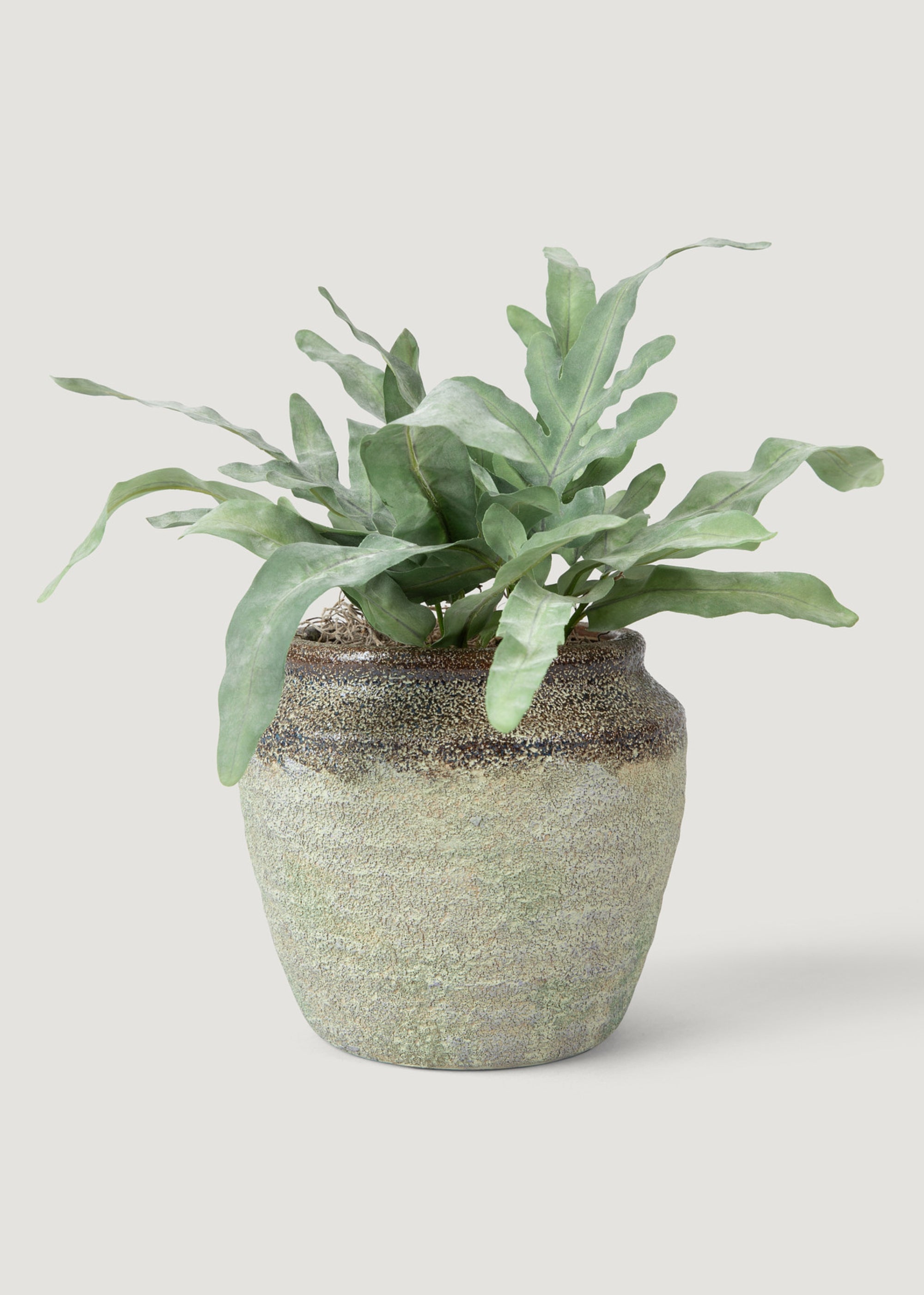 Echeveria Drop-In in Earthy Pot