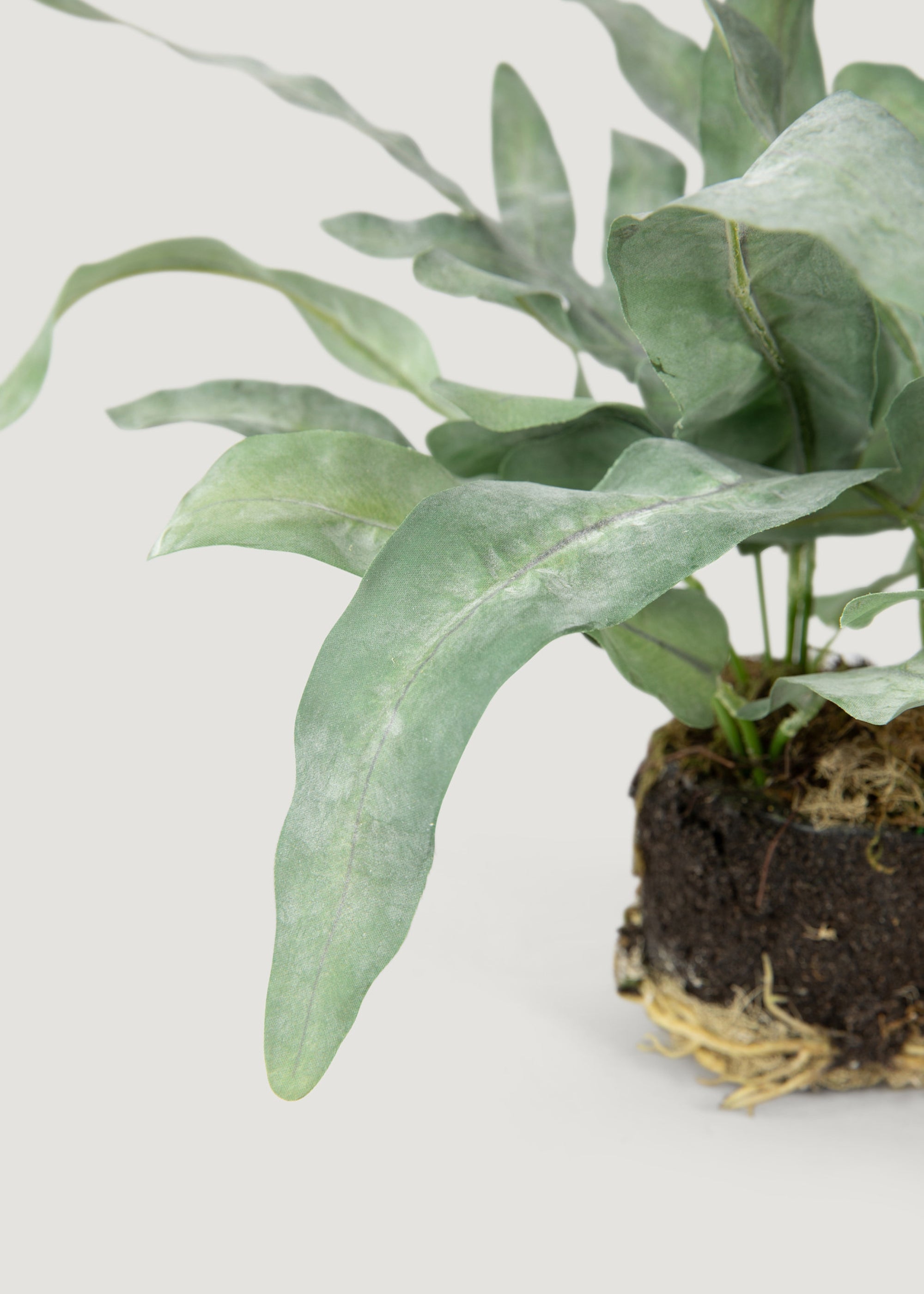 Close-up of Artificial Echeveria Fern