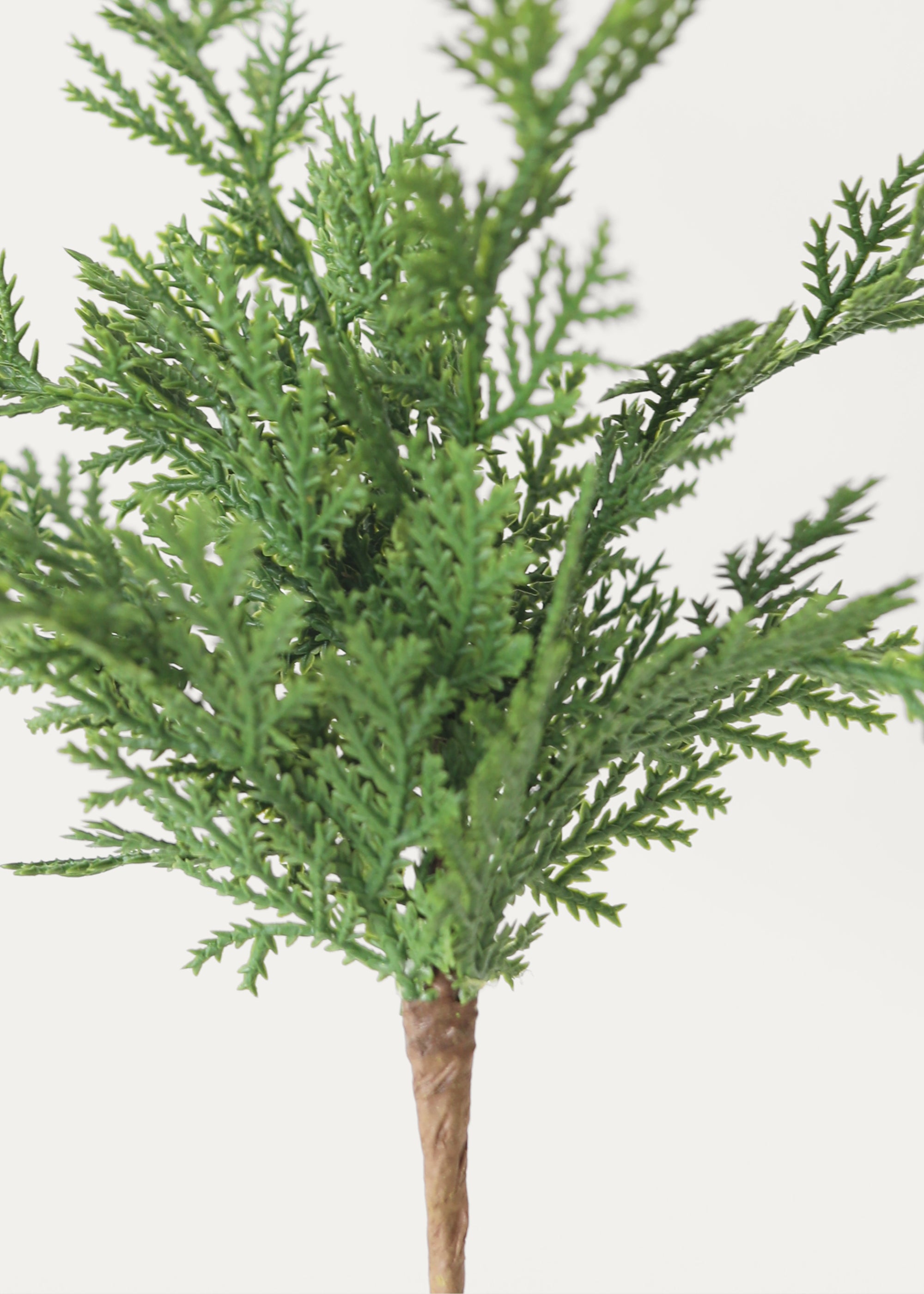 Close Up Details of Cedar Leaves at Afloral