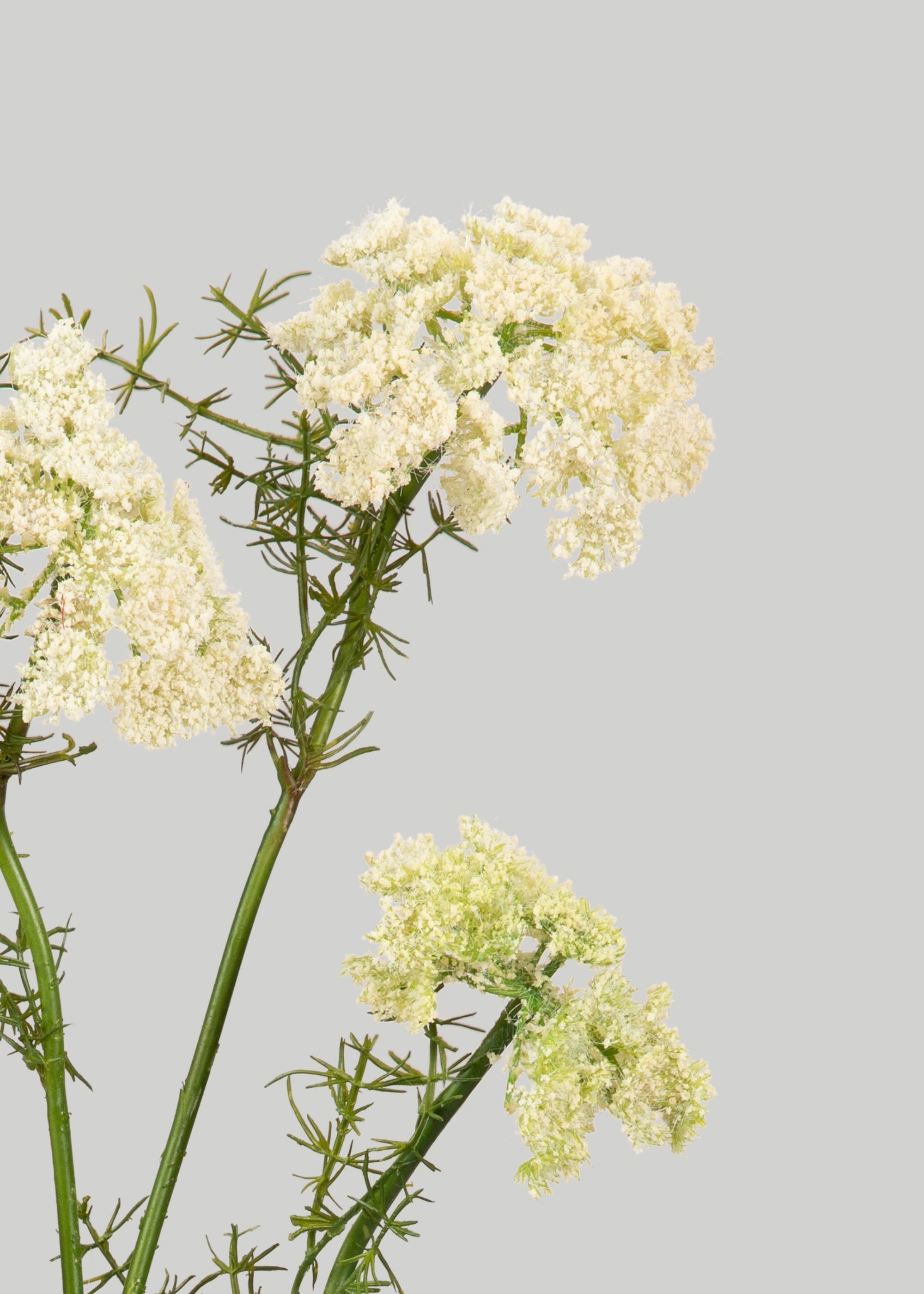 Faux Dill