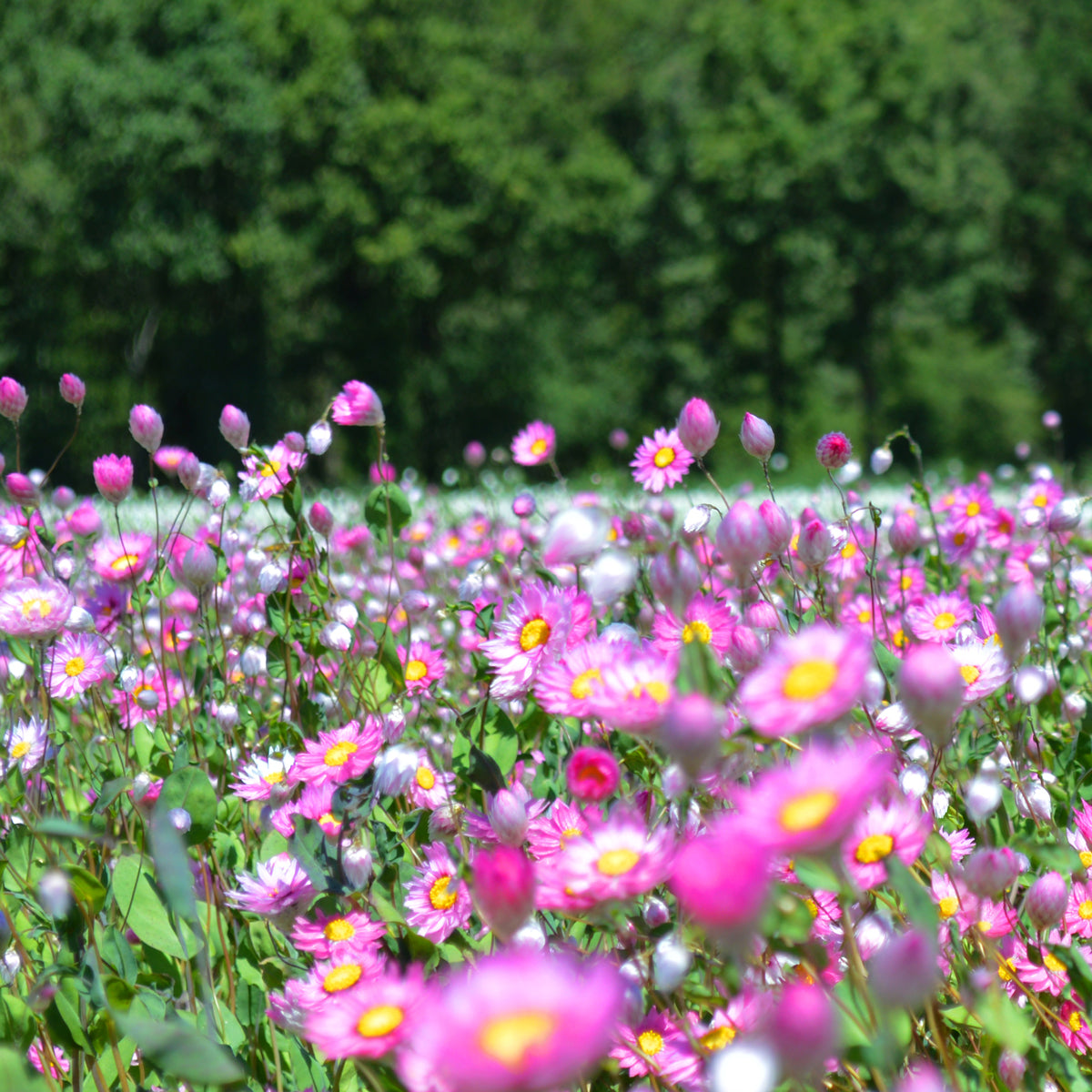 Afloral Sustainable Dried Flowers