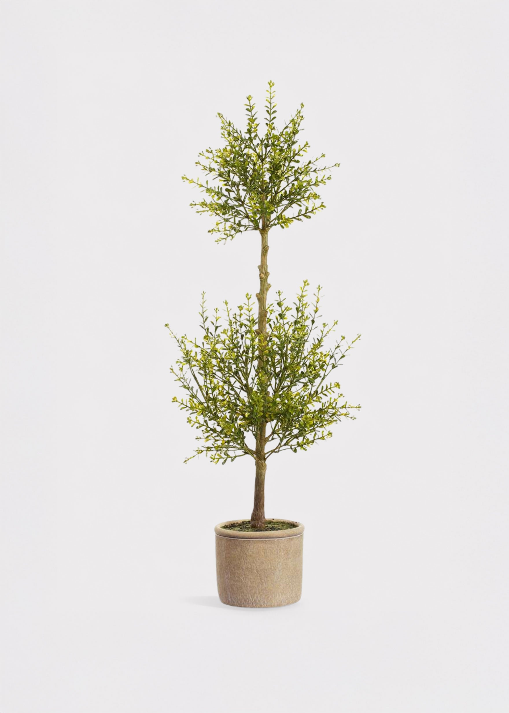 potted myrtle plant 32" Myrtle Artificial Double Topiary w/Cement Pot -Green (Pack of 4)