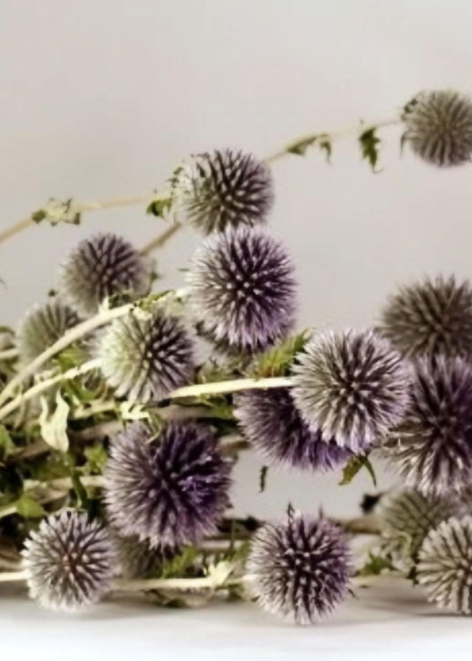Dried Flowers Echinops Globe Thistles in Blue
