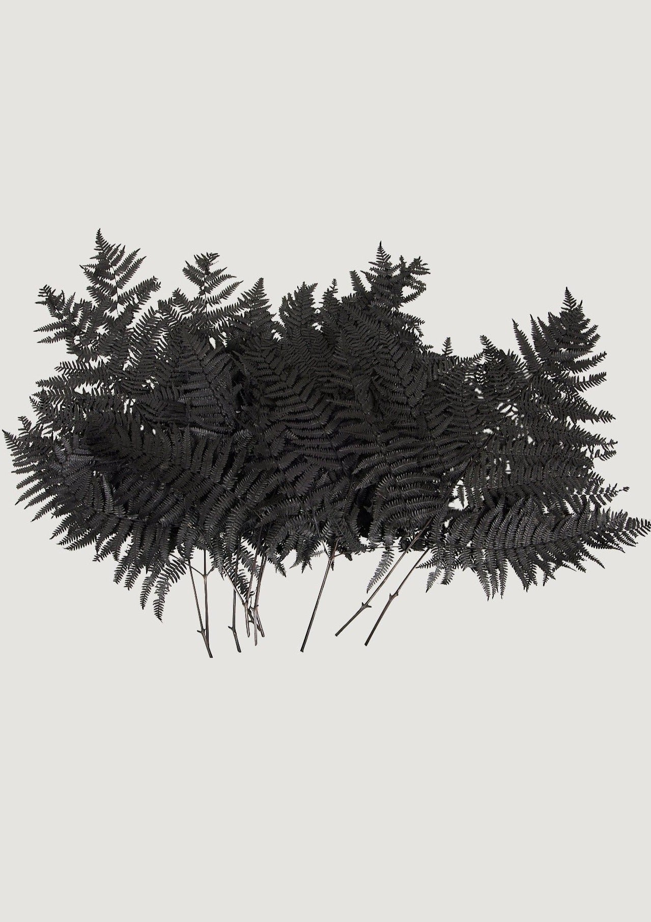 Afloral Dyed Black Leaves Preserved Bracken Fern Leaf Accents