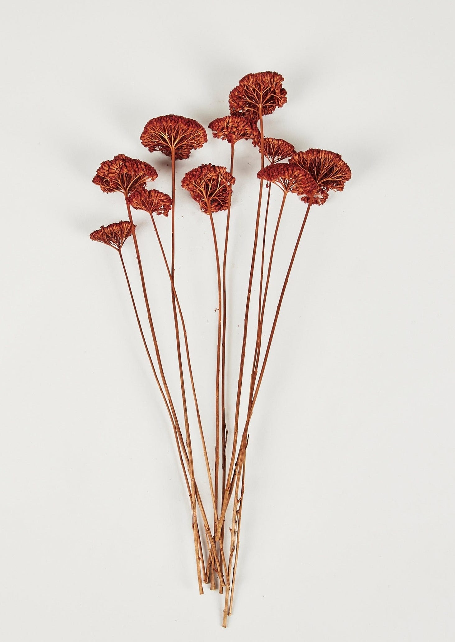 Dried Botanicals Burnt Orange Yarrow Flowers at Afloral