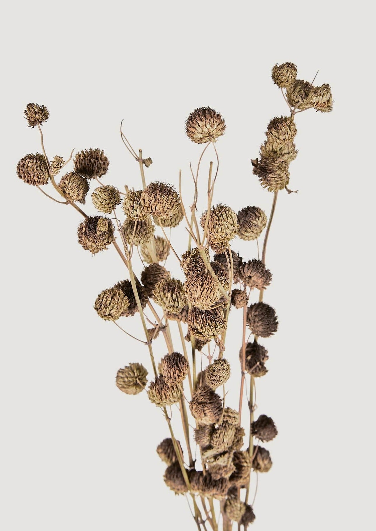 Natural Dried Callicarpa Berry Bundle at Afloral